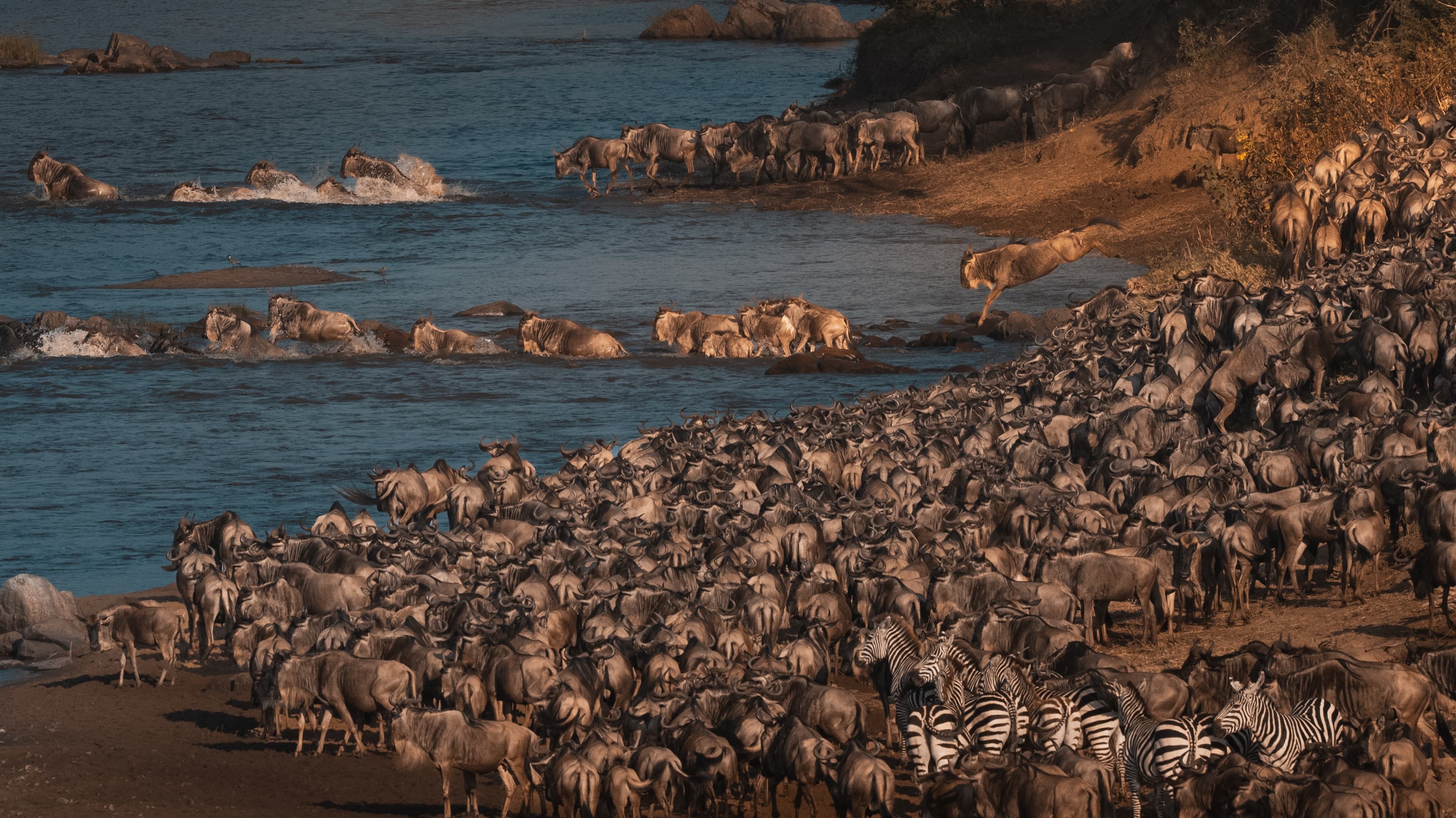 A large herd of wildebeest and zebra massed on a river bank in warm light while the animals ahead of them cross the braided channels of the Mara River, one wildebeest captured mid-leap toward the water.