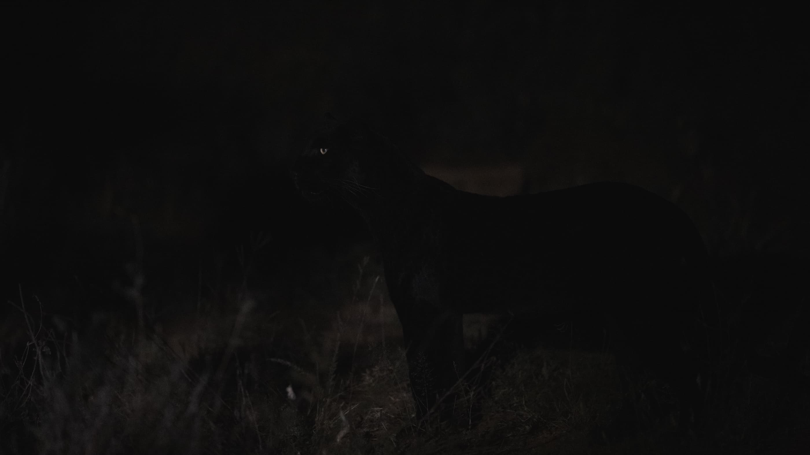 A nearly pitch-black frame, Giza almost invisible against the darkness, a single pale eye catching the light — the first moment of the encounter.