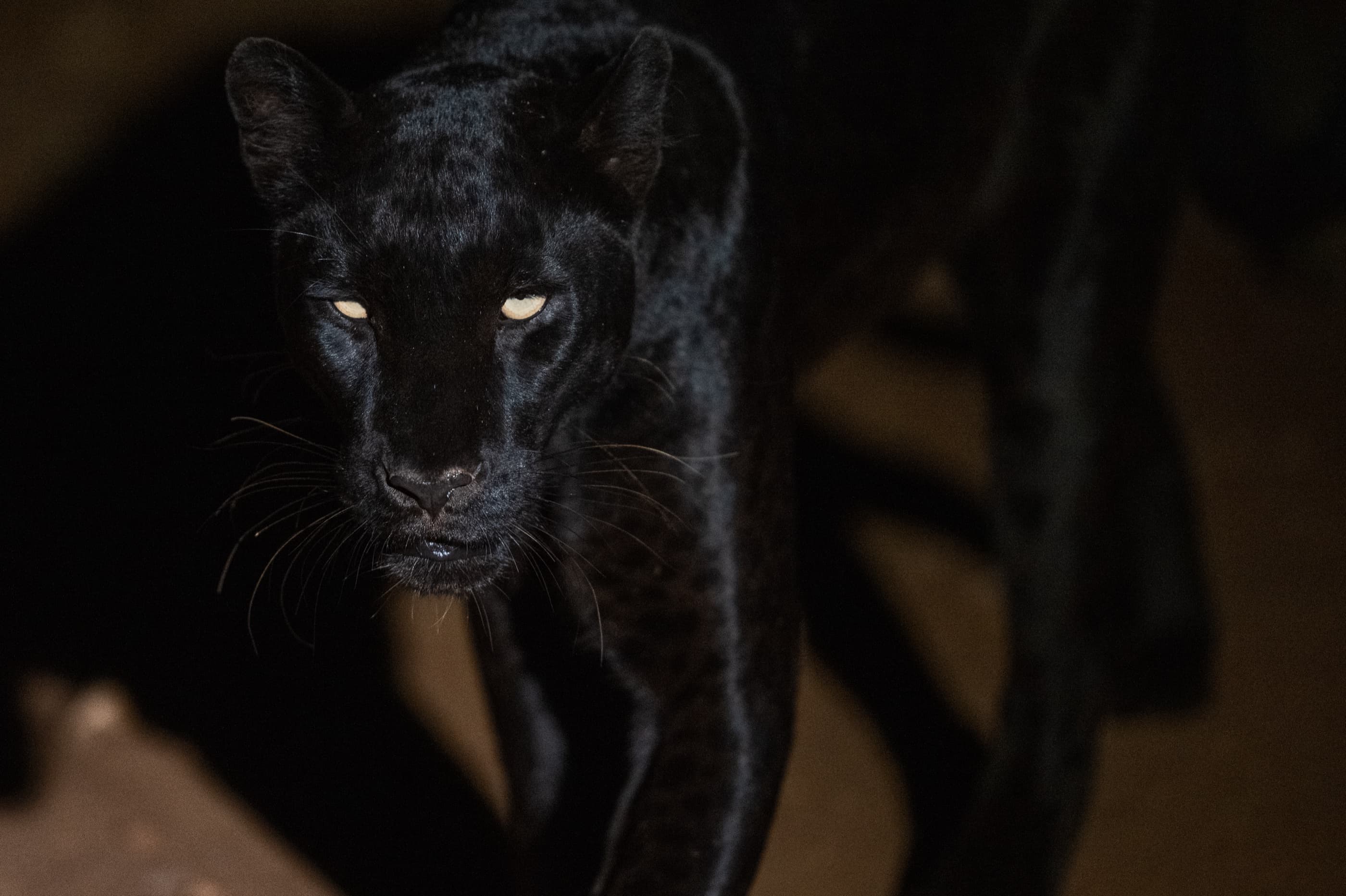 Giza's face in extreme close-up at night, pale yellow eyes looking downward, dark branches framing her head, ghost spots faintly visible across her coat.