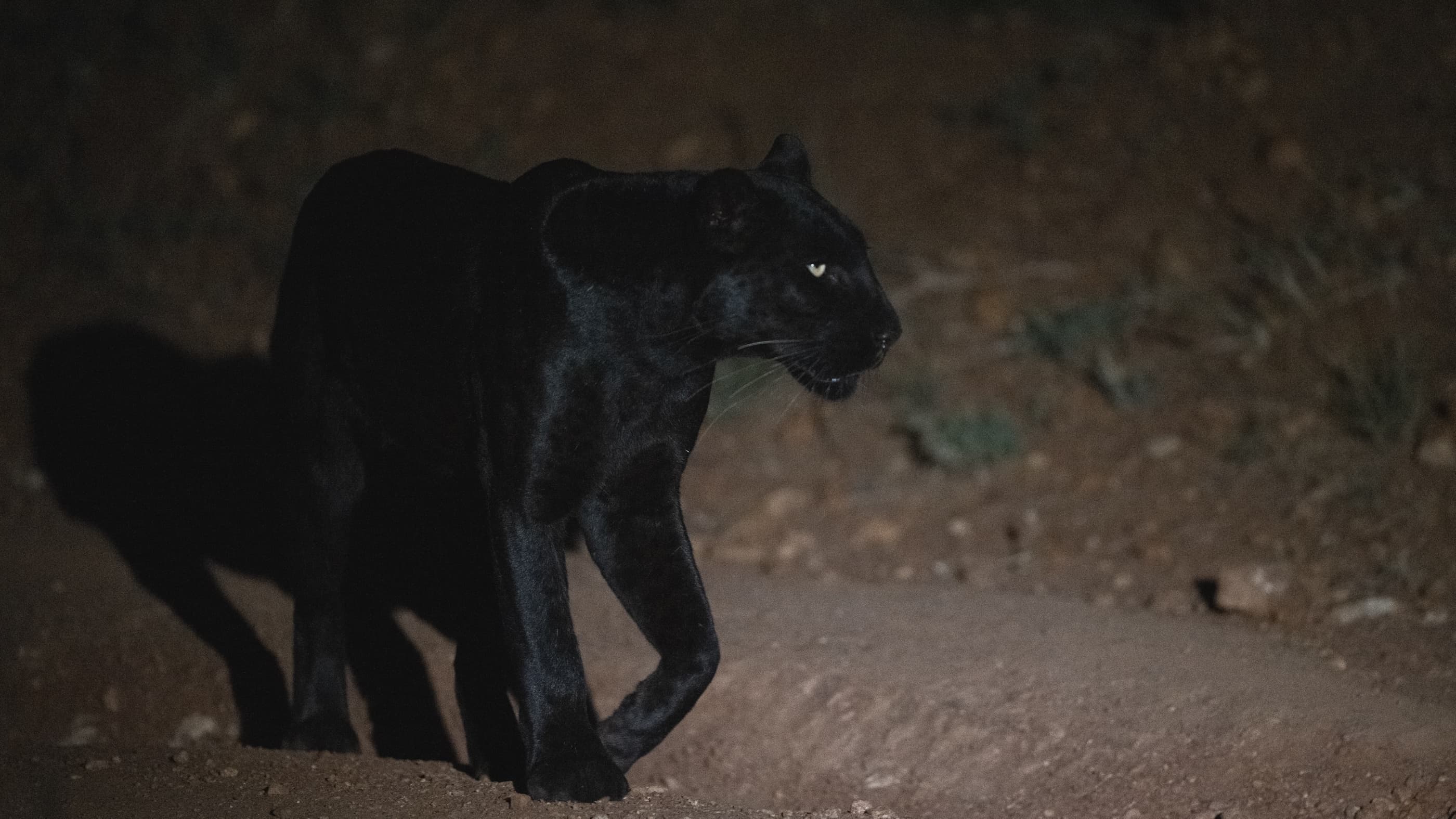 Giza walks along a red dirt road at night, her silhouette moving away from the vehicle, one eye barely catching the light as she disappears into the dark.