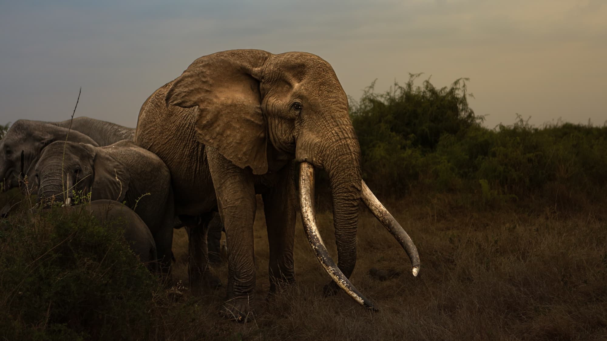 A very large bull elephant with long, thick tusks reaching almost to the ground, standing three-quarters to the camera among several other elephants in scrub at dusk.