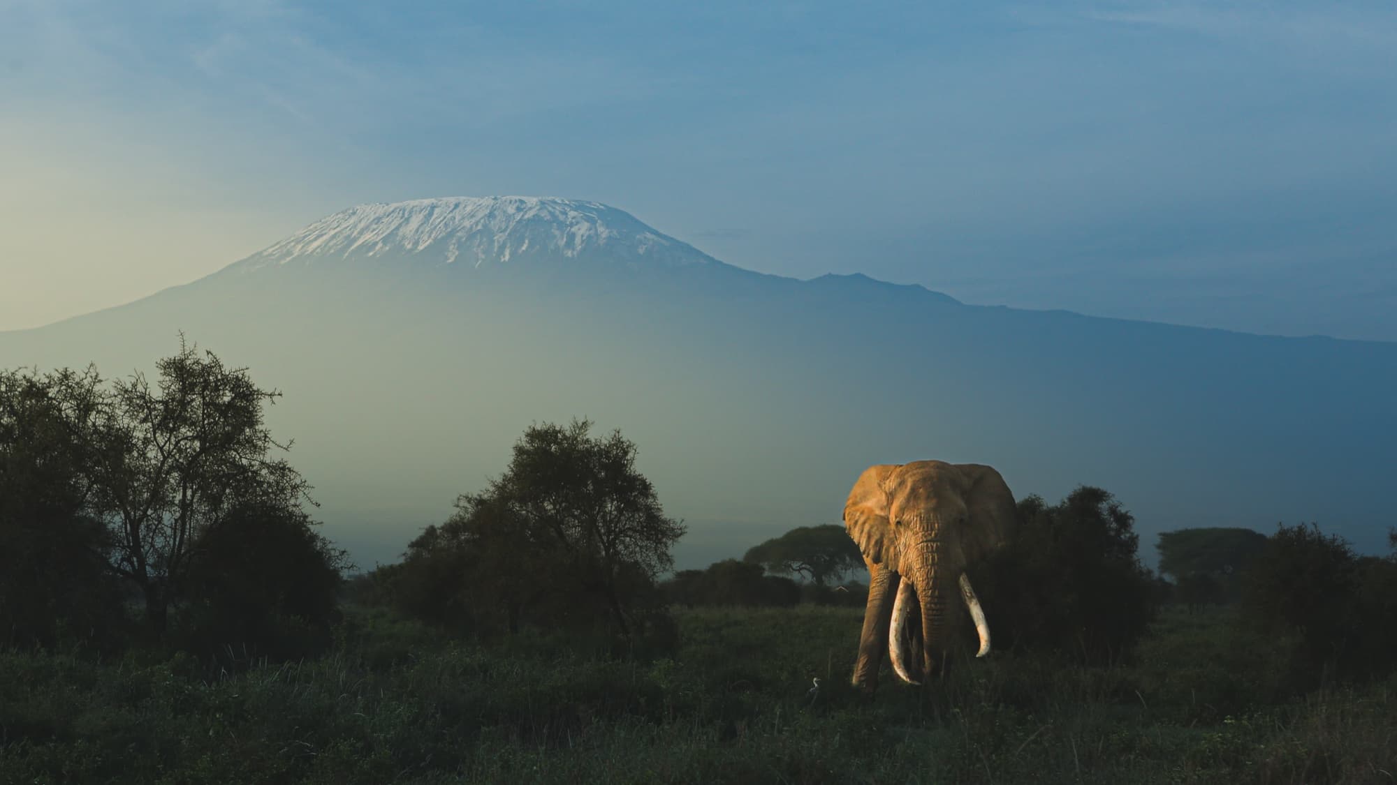 Tee-Jay, a long-tusked bull elephant, walking through low scrub with the snow-capped mass of Mount Kilimanjaro filling the hazy sky behind him.