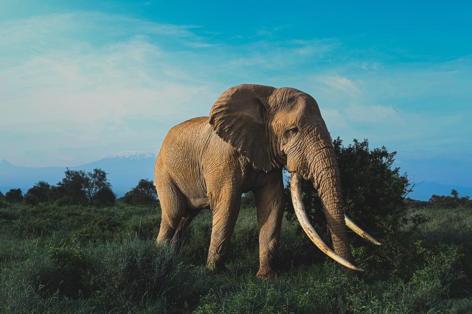Tee-Jay walking towards the camera through green scrub, his head lowered and both long tusks angled forward, the faint outline of Kilimanjaro behind.