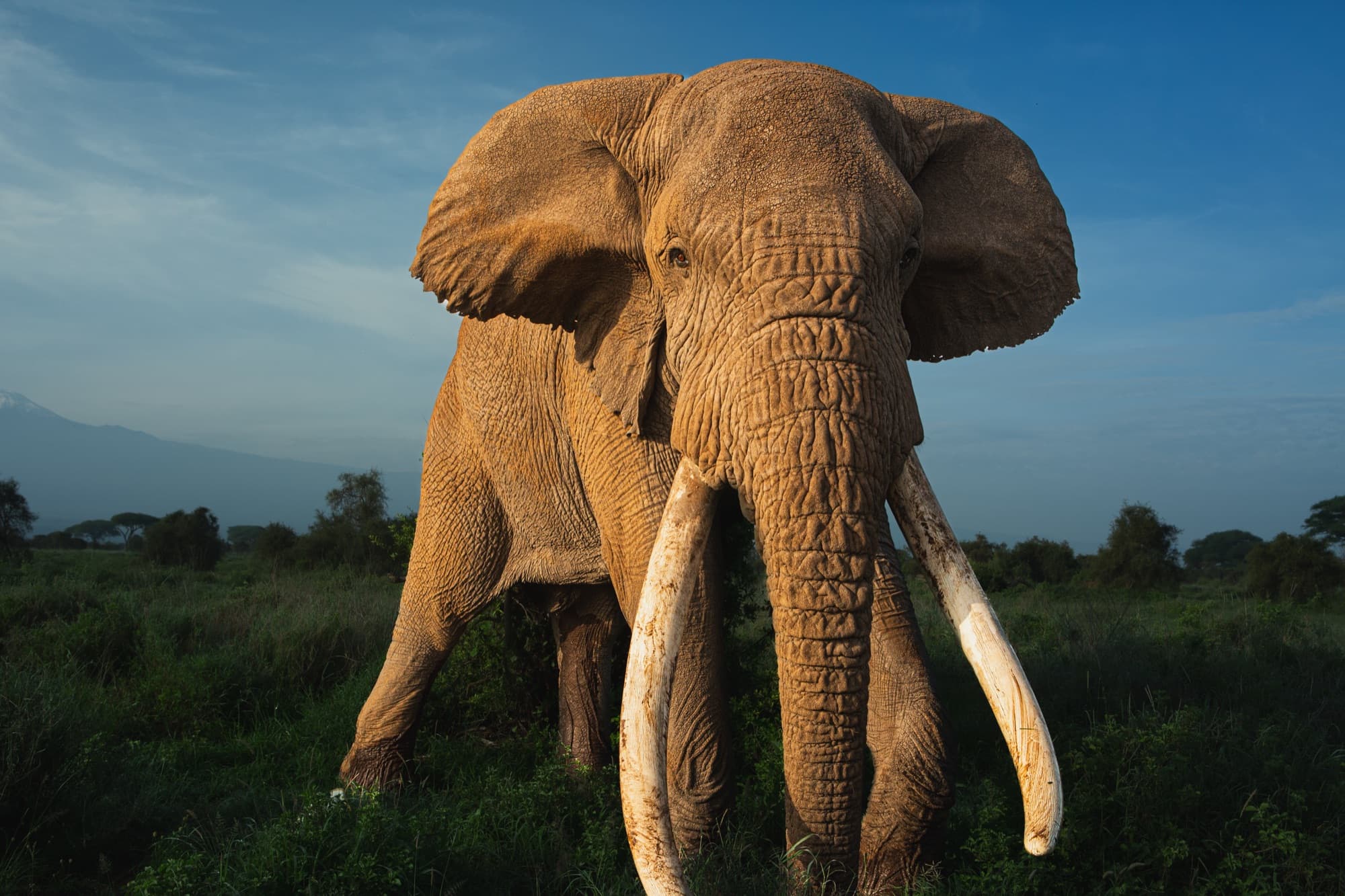 Tee-Jay at close range, head-on and seen from ground level, ears spread and both long tusks angled towards the camera, low green scrub around him.
