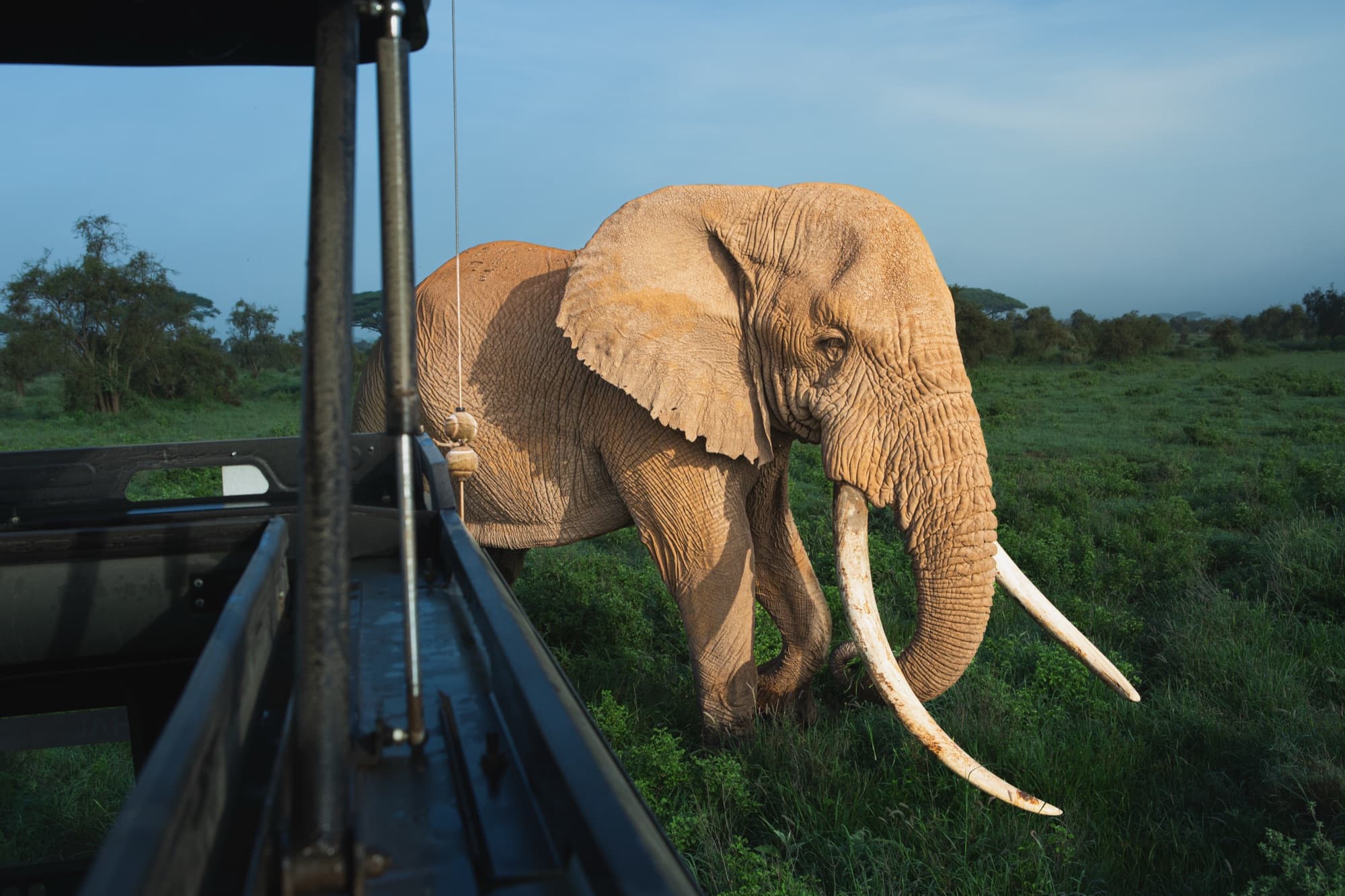 Tee-Jay walking close beside a safari vehicle, the vehicle's roof frame and hatch in the foreground, the elephant's lowered head and long tusks level with the camera.