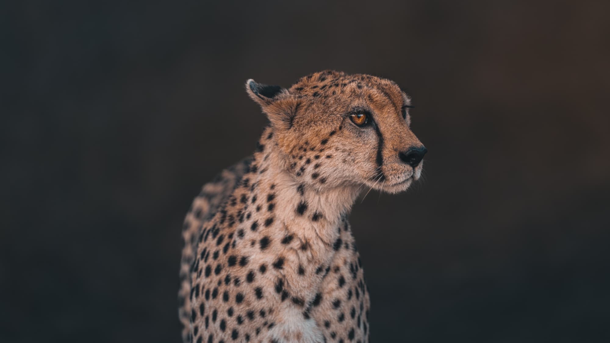A close head-and-shoulders portrait of a cheetah at dusk, face turned to the side, one amber eye catching the last light against a dark background.