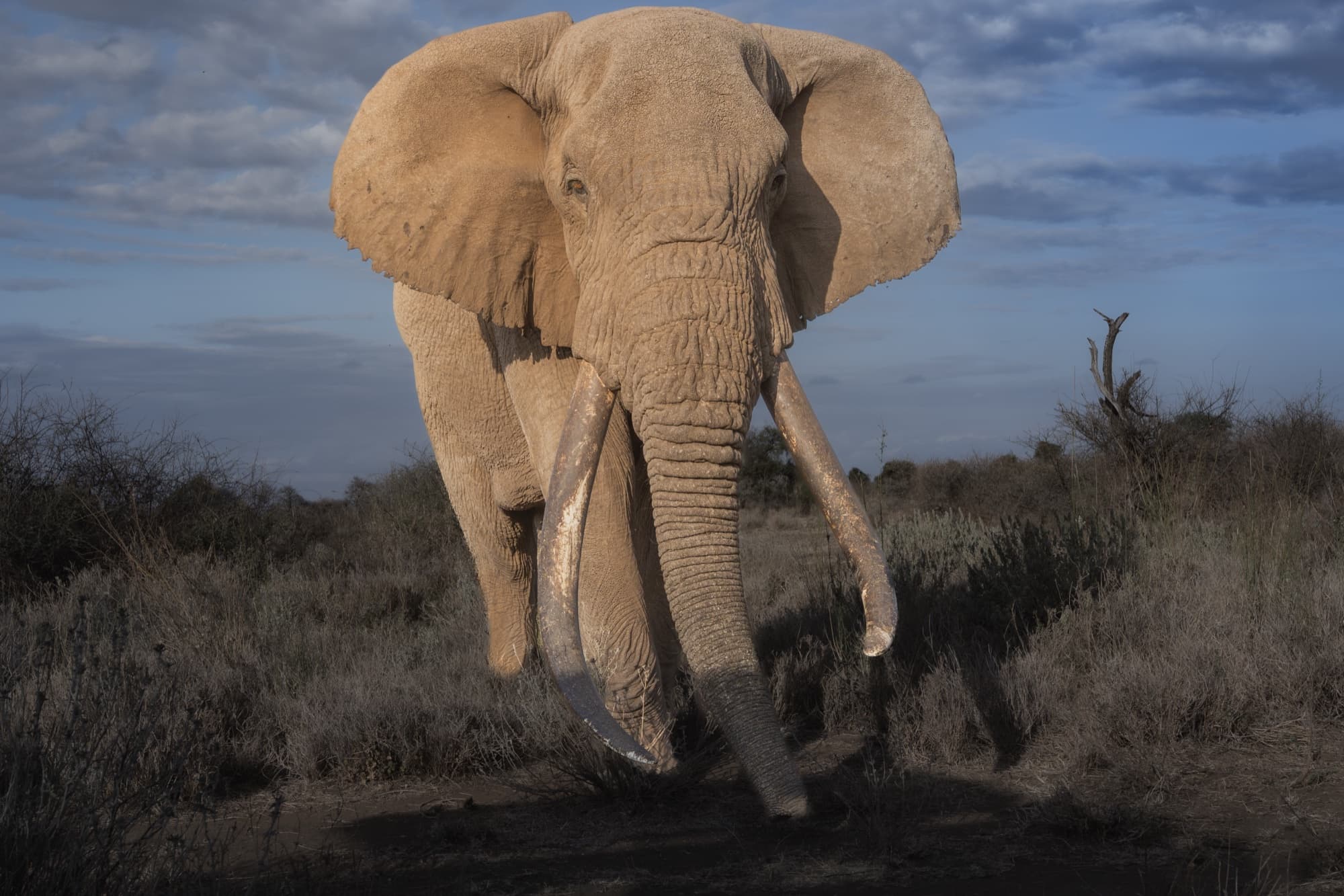 Tee-Jay walking directly toward the camera at dusk, ears spread wide and both long tusks angling forward, warm amber light across his face and a dramatic cloudy sky behind.