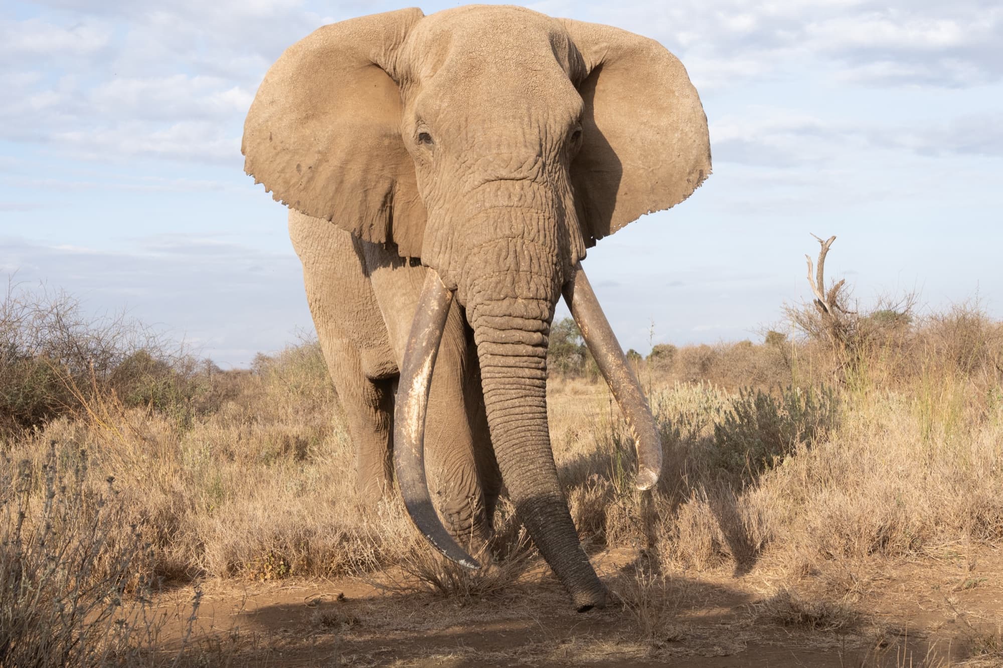 Tee-Jay walking full-bodied toward the camera across open ground in clear afternoon light, both long tusks sweeping wide and low, dry golden grass and scrub around him.