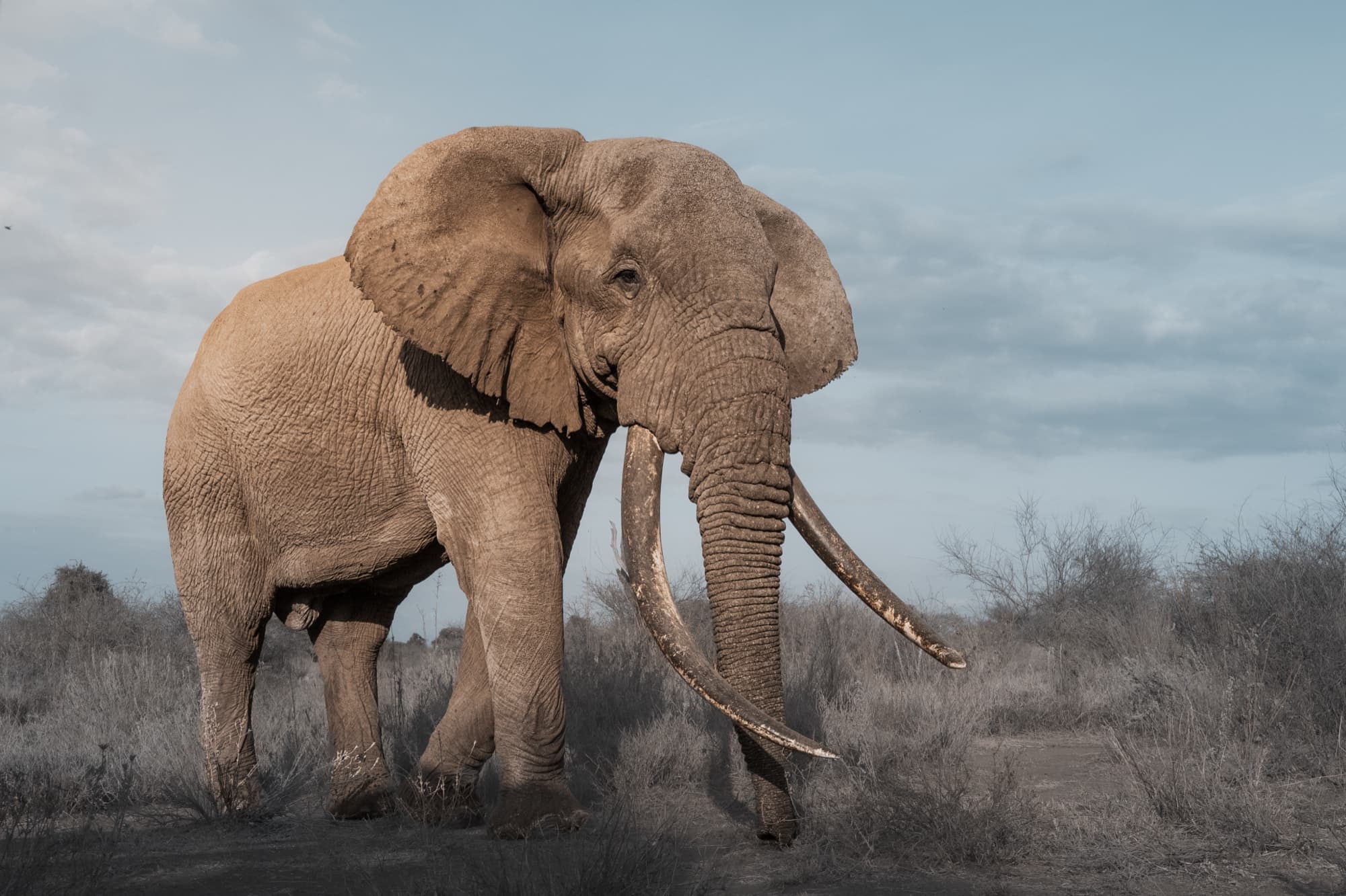 Tee-Jay in three-quarter profile, walking through dry scrub with bare trees, the full arc of both tusks visible, rendered in cool muted tones under a pale clouded sky.