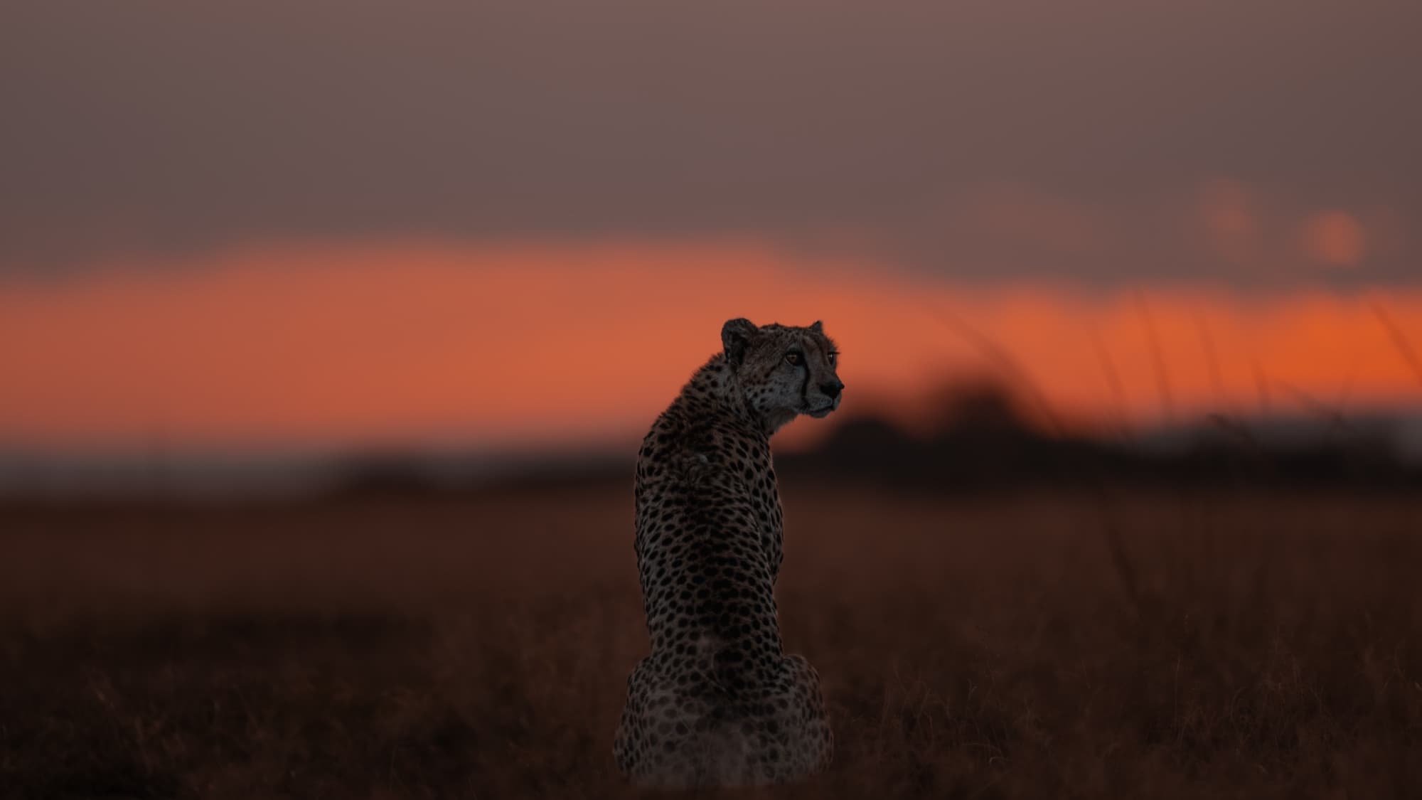 A cheetah sitting upright in grass, seen from behind and the side, against a wide band of orange sunset sky.
