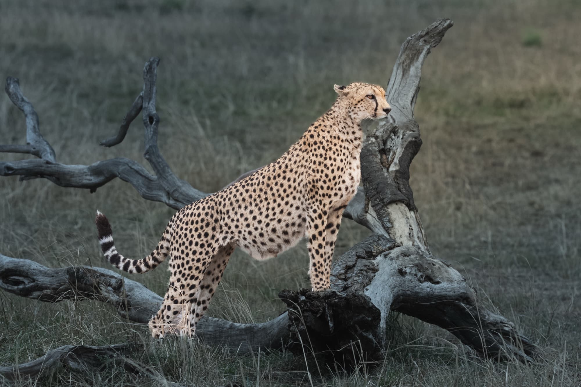 A cheetah standing up on a large fallen dead tree at dusk, head raised and turned to the side, open plain behind.