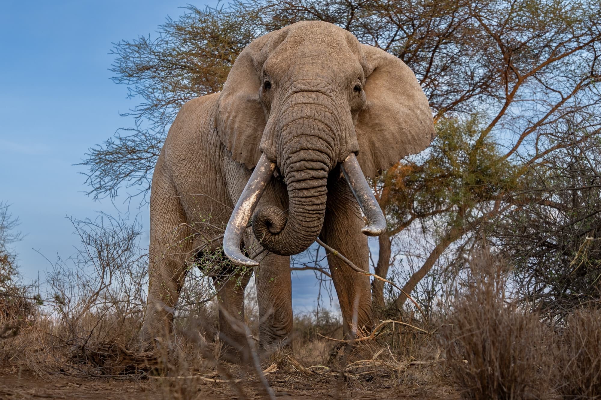 Tee-Jay front-facing at very close range, trunk curled and holding a branch of acacia scrub, both tusks framing the shot, looking toward the camera under an open acacia canopy and blue sky.