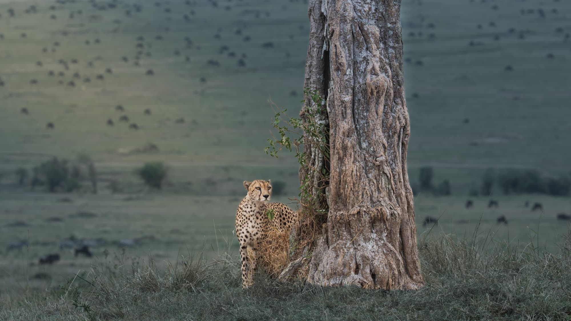 A cheetah standing at the base of a large tree, its body turned toward the trunk, wildebeest herds scattered across the green plain behind.