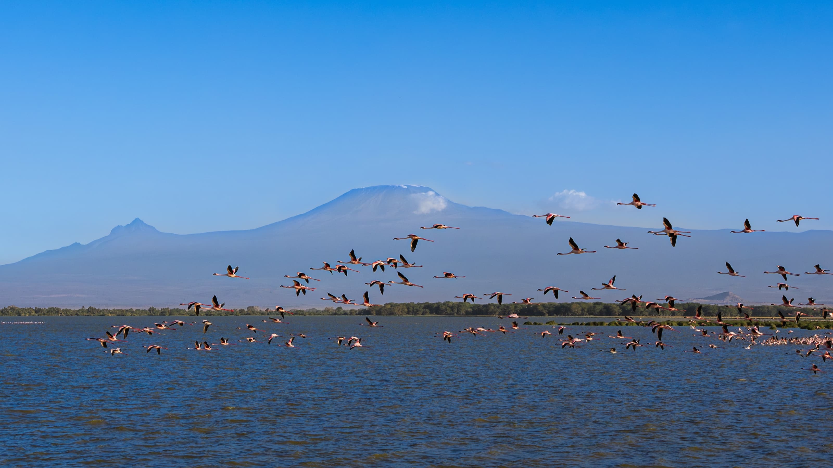 A large flock of flamingos flying low across a lake, spread the width of the frame, with the long snow-topped ridge of Kilimanjaro clear behind under a bright blue sky.