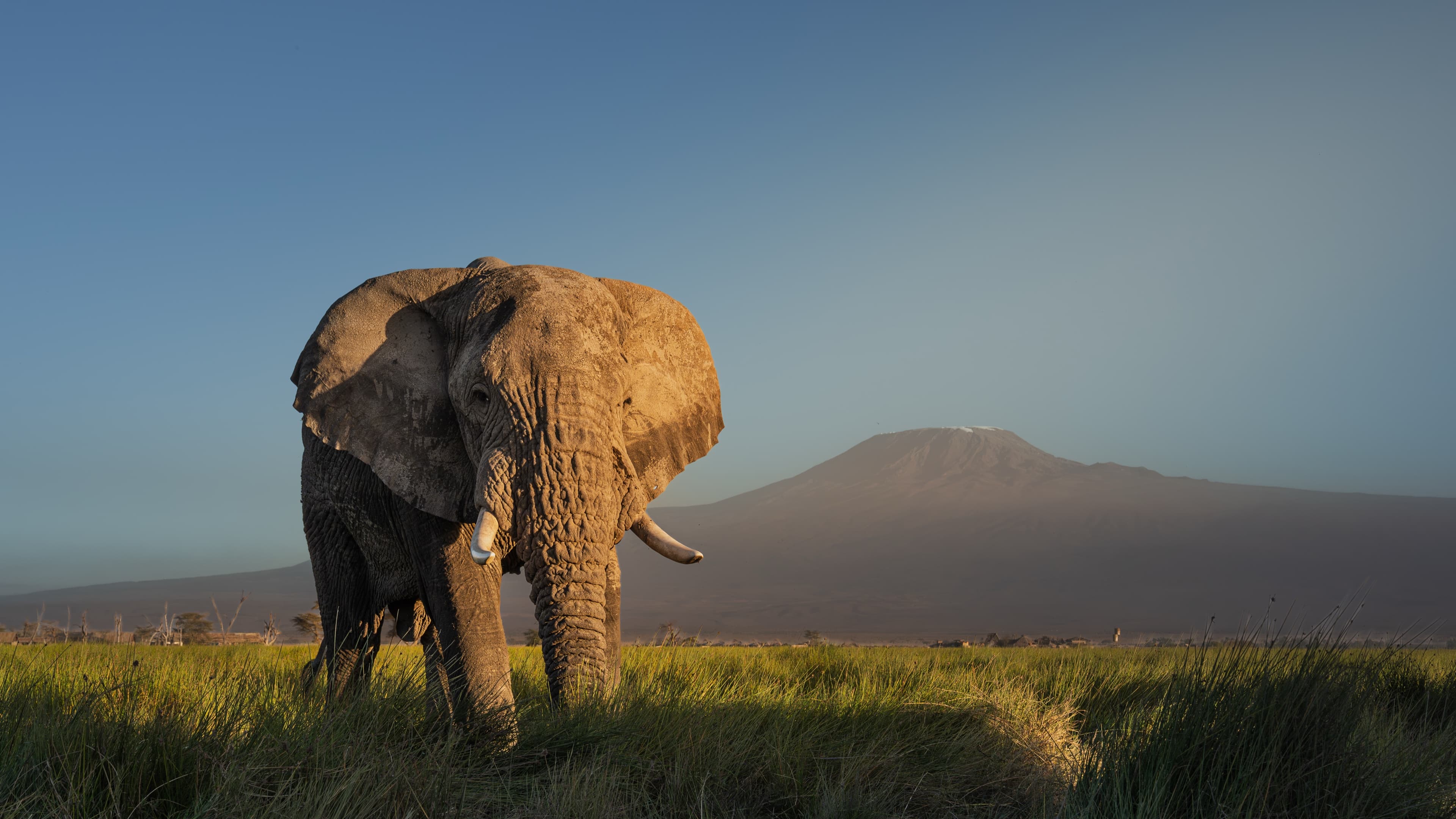 A lone bull elephant walking through green marsh grass at first light, with the snow-capped dome of Kilimanjaro clear behind under an open sky.