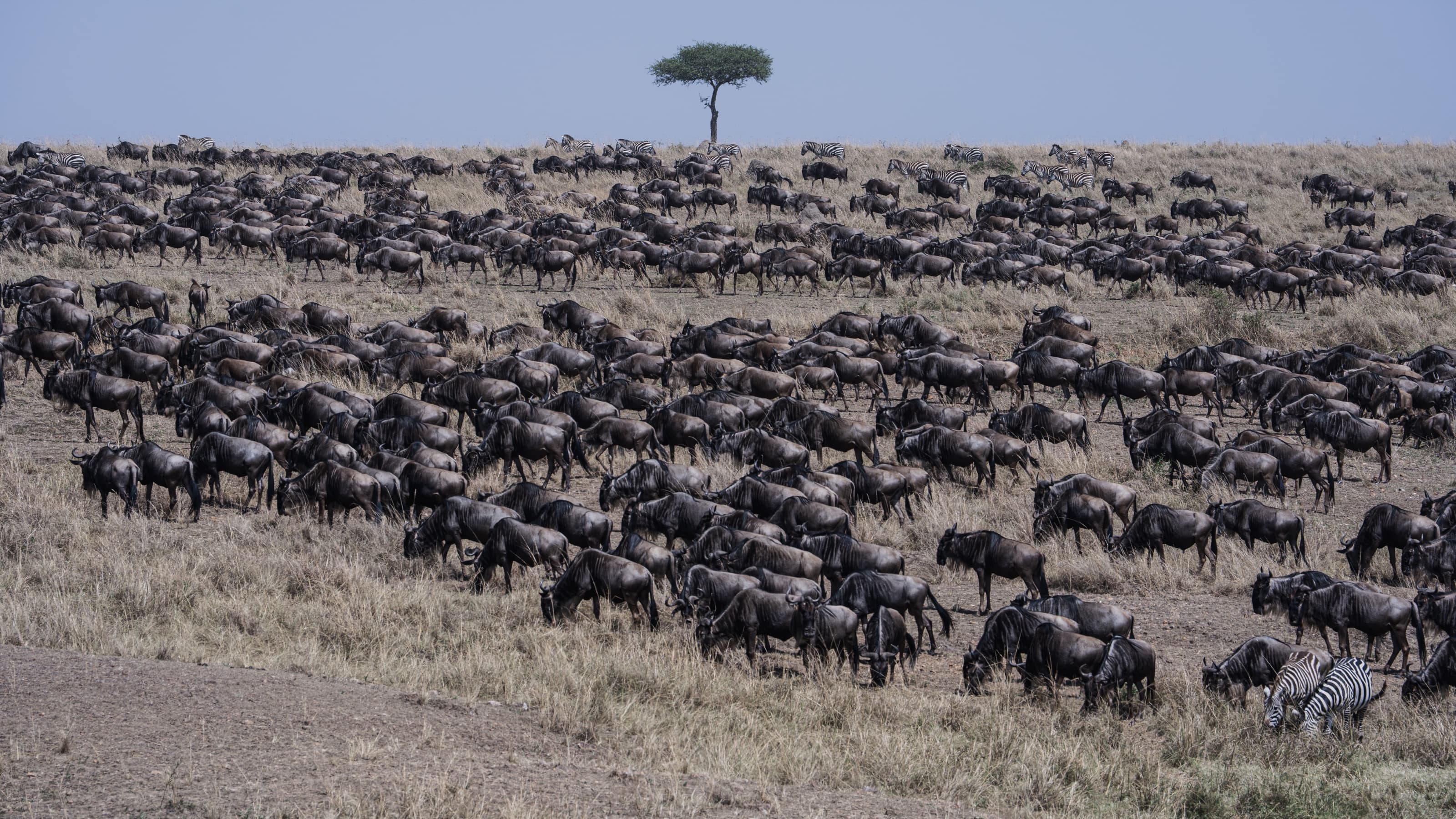 Vast herds of wildebeest and zebra spread across rolling golden grassland to the horizon, with a single flat-topped acacia on a distant ridge.