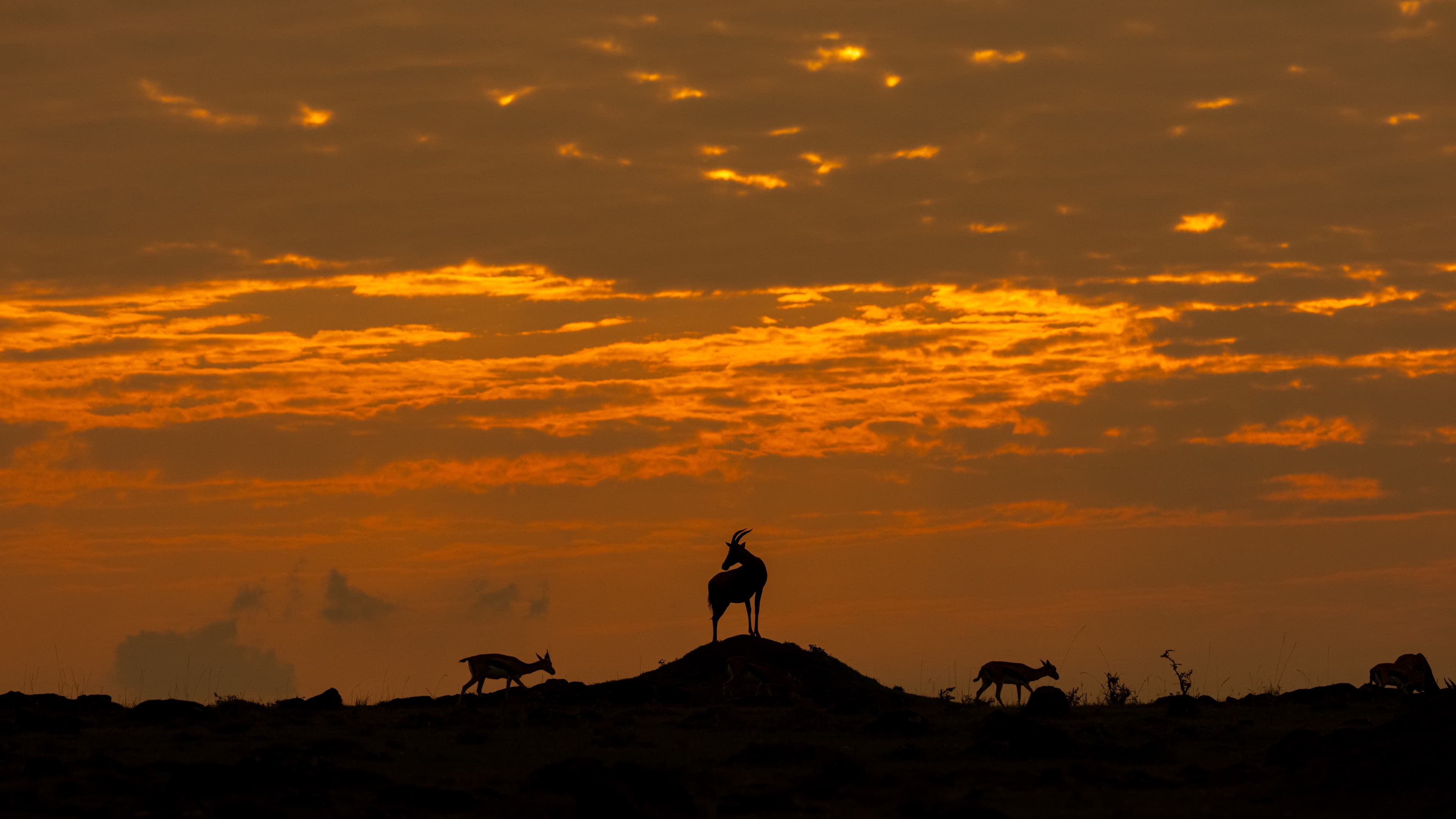 A topi standing on a low mound in silhouette against a broad, fiery orange dawn sky, with smaller antelope passing along the ridge below.