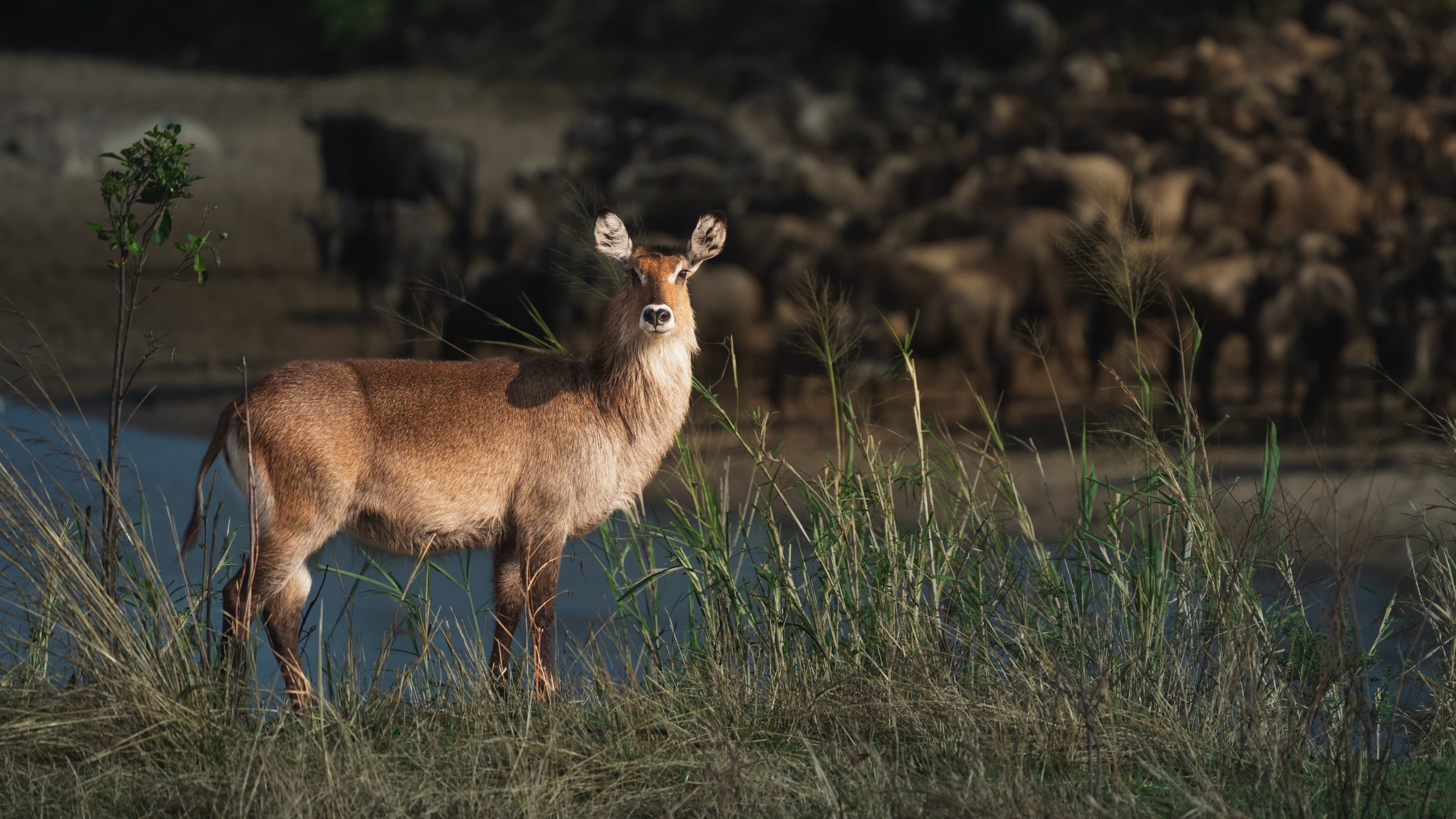 A waterbuck standing sharp in the foreground on a grassy bank, with a large herd of wildebeest massed along the far side of a river behind it, softly out of focus.