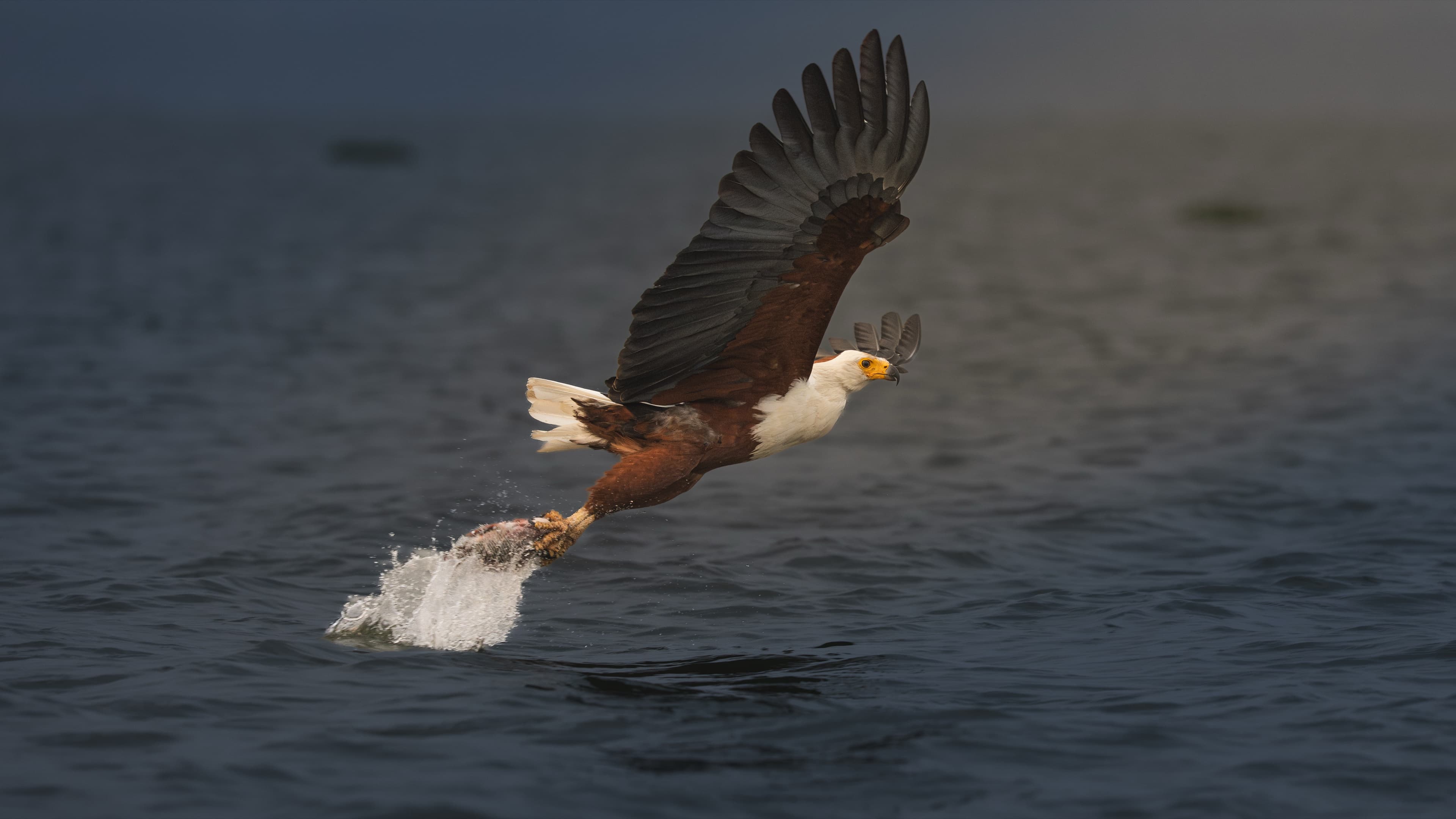 An African fish eagle flying low over dark blue water, wings raised, talons dragging a fish through the surface and leaving a trail of spray.