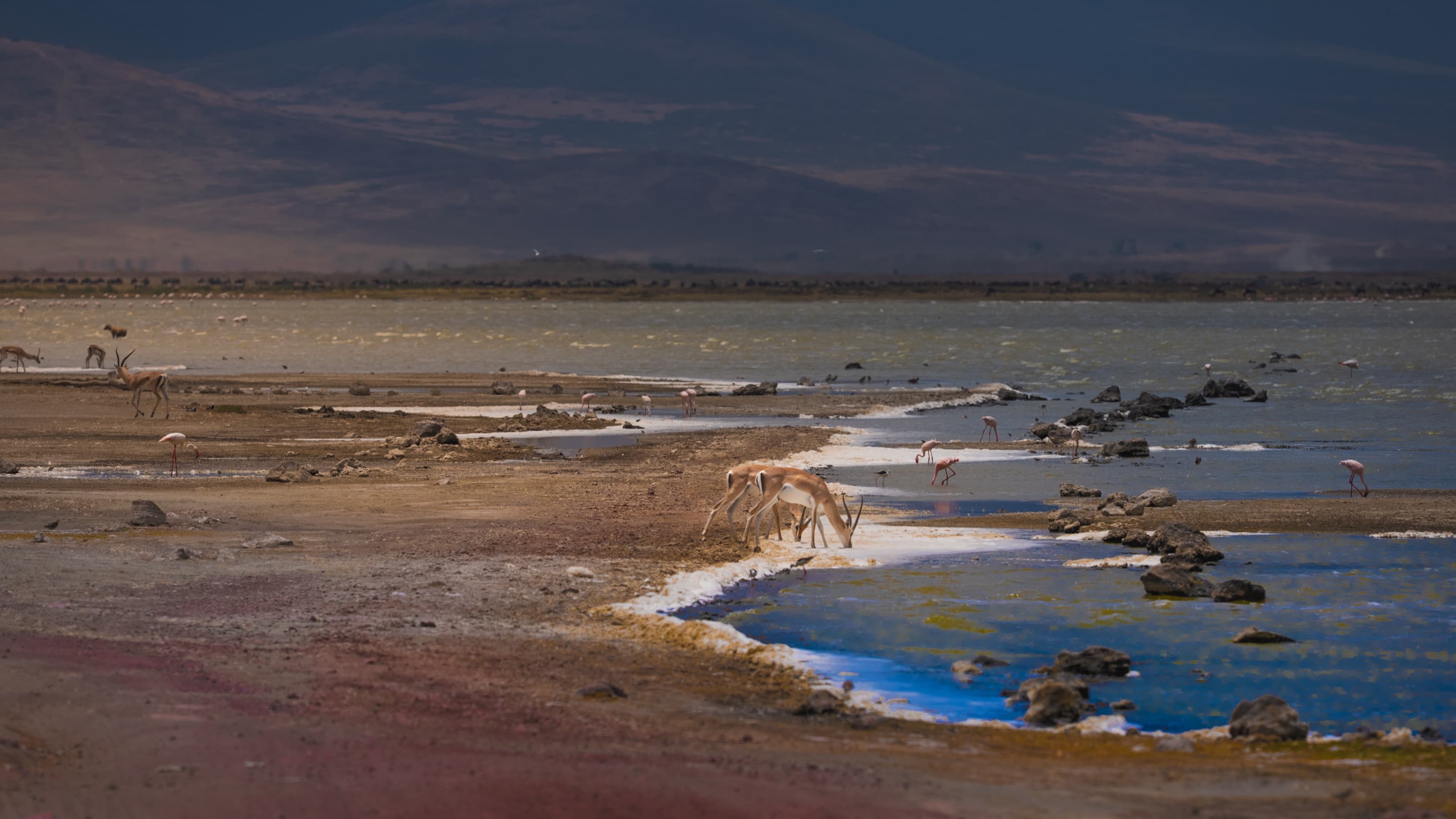 A wide view across the floor of a crater: gazelle at a lake edge, scattered flamingos in the shallows, a faint line of larger animals along the far shore, and the crater wall rising behind.