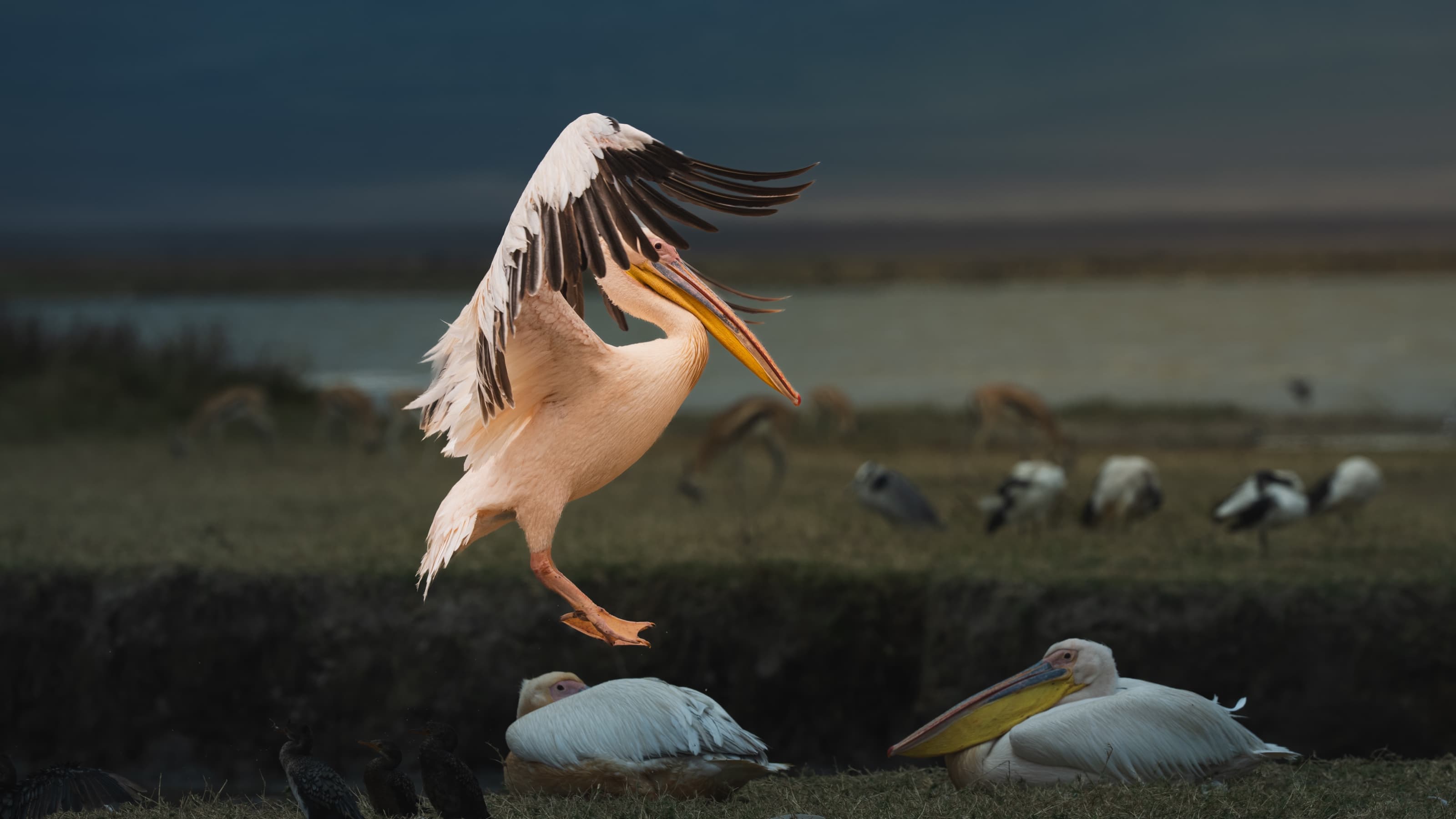 A great white pelican coming in to land with wings raised among other pelicans, cormorants and wading birds on a grassy lake shore, with gazelle grazing behind.