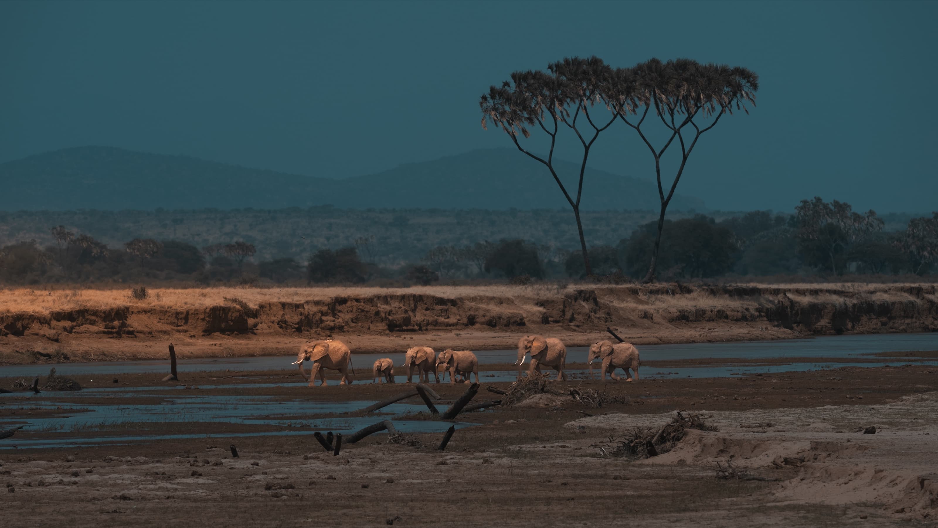 A line of elephants, including a calf, crossing a wide sandy riverbed at dusk, a tall flat-topped tree and low hills behind, warm light on the animals against a cool blue landscape.