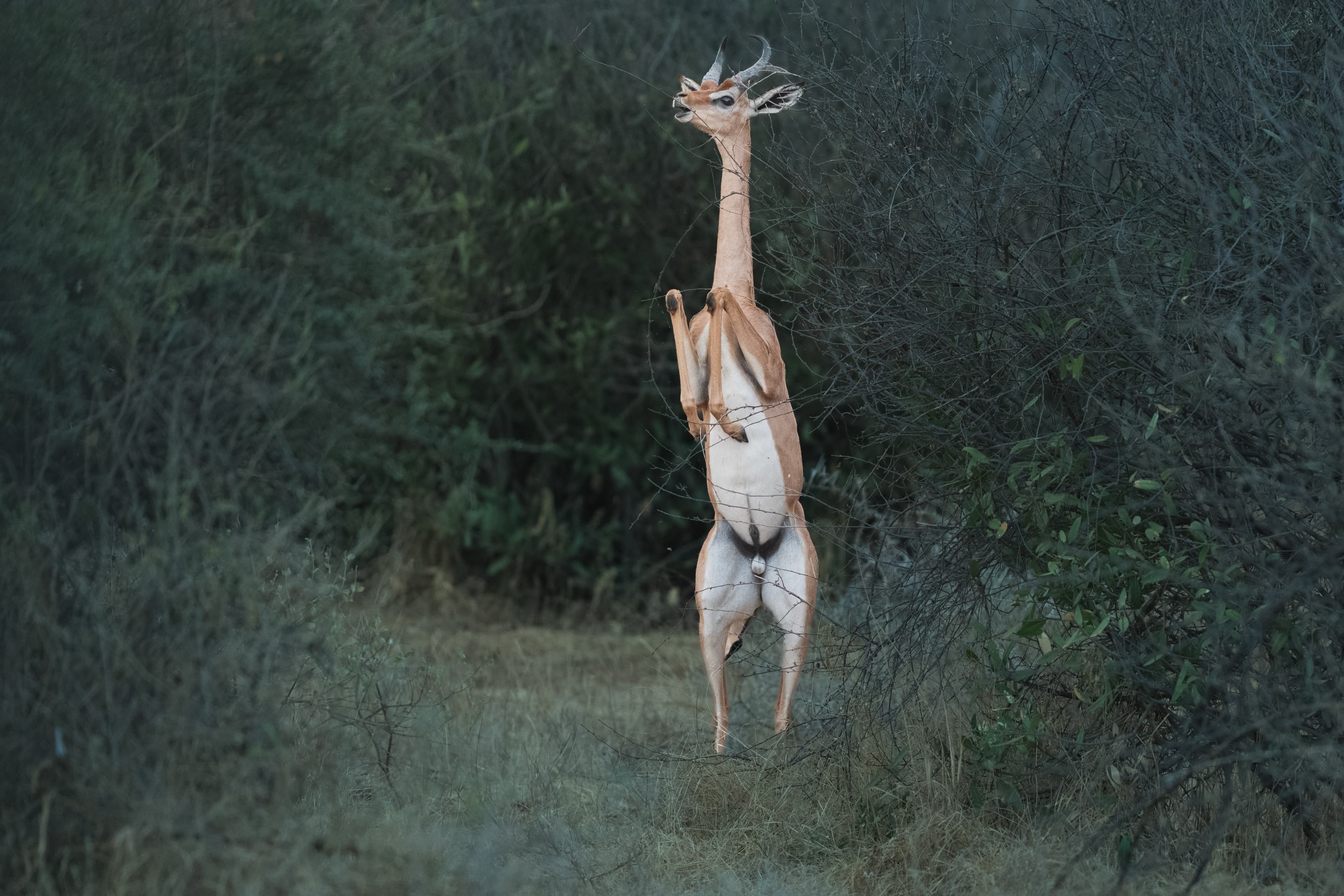 A gerenuk standing upright on its hind legs to browse the top of a bare thorn bush, in dense grey-green dryland scrub at dawn.