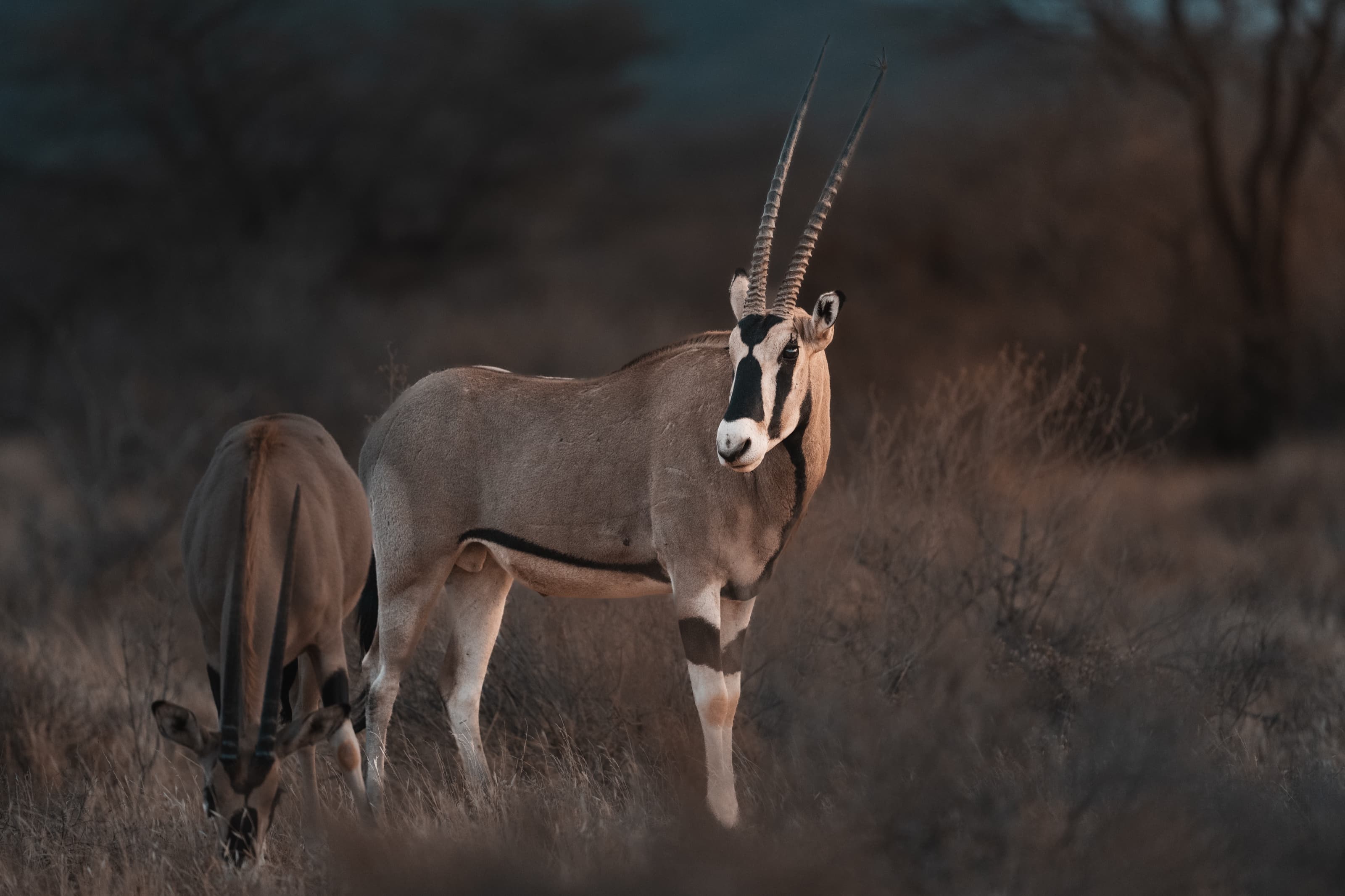 Two oryx with long straight horns in golden dry grass and low thornbush, one standing alert and one grazing, cool blue scrub behind.