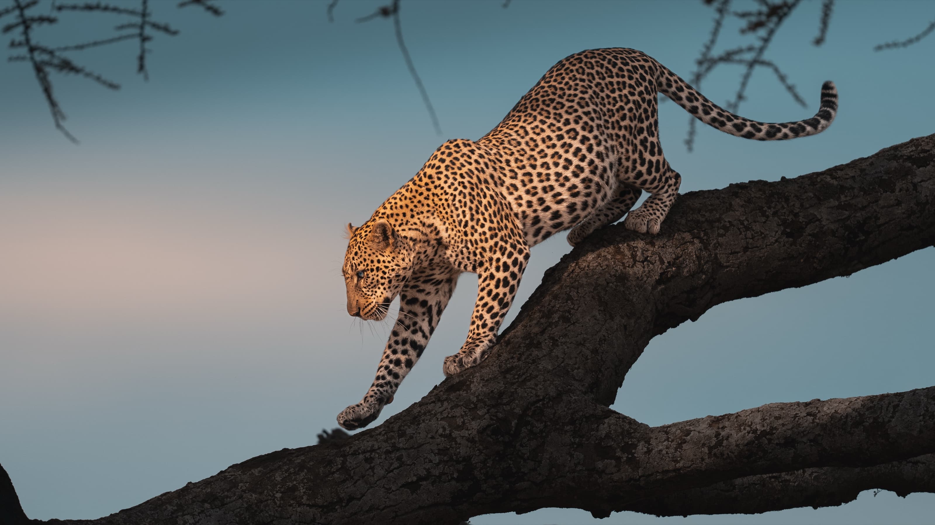 A leopard walking down the sloping bare branch of a large tree at dusk, warm light on the cat against a graded blue-and-pink twilight sky.