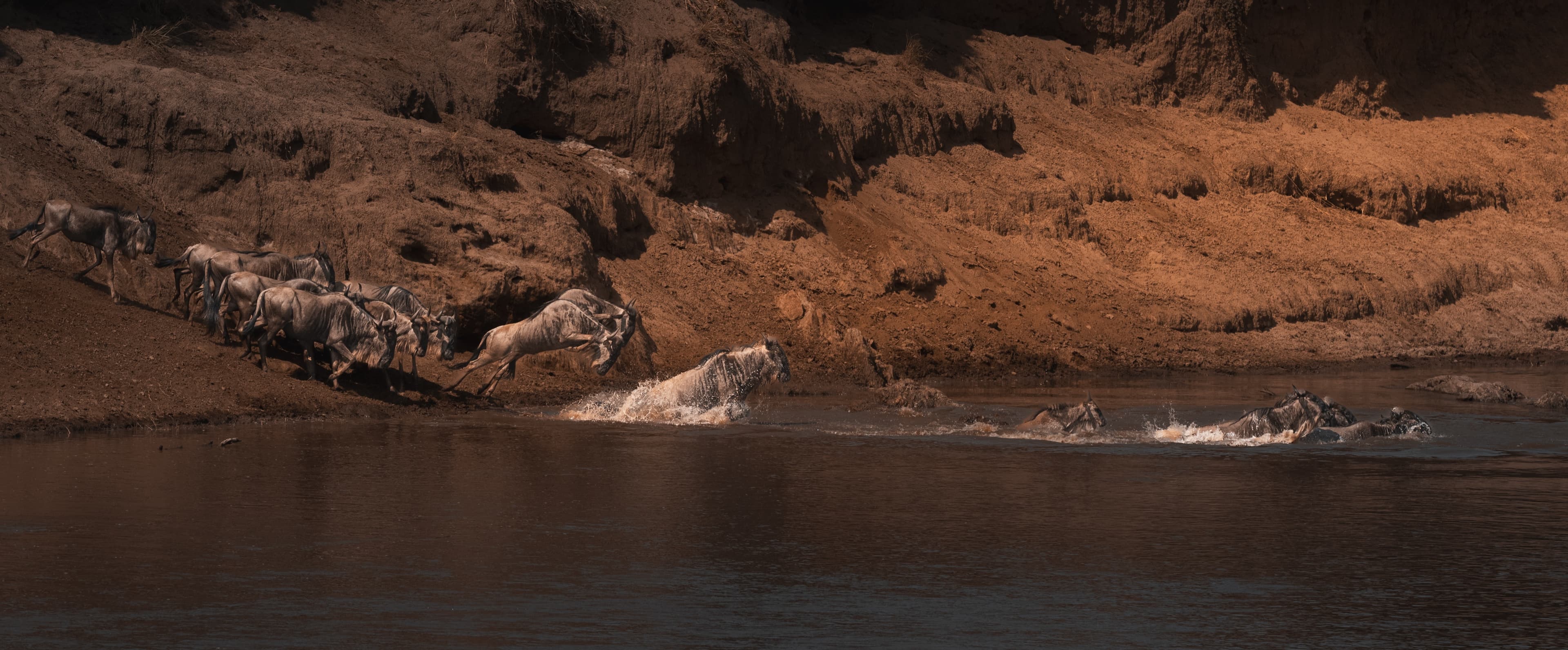 Wildebeest crossing a river beneath a high, eroded earth bank: a line picking its way down the bank, one animal leaping into the water, others swimming across.