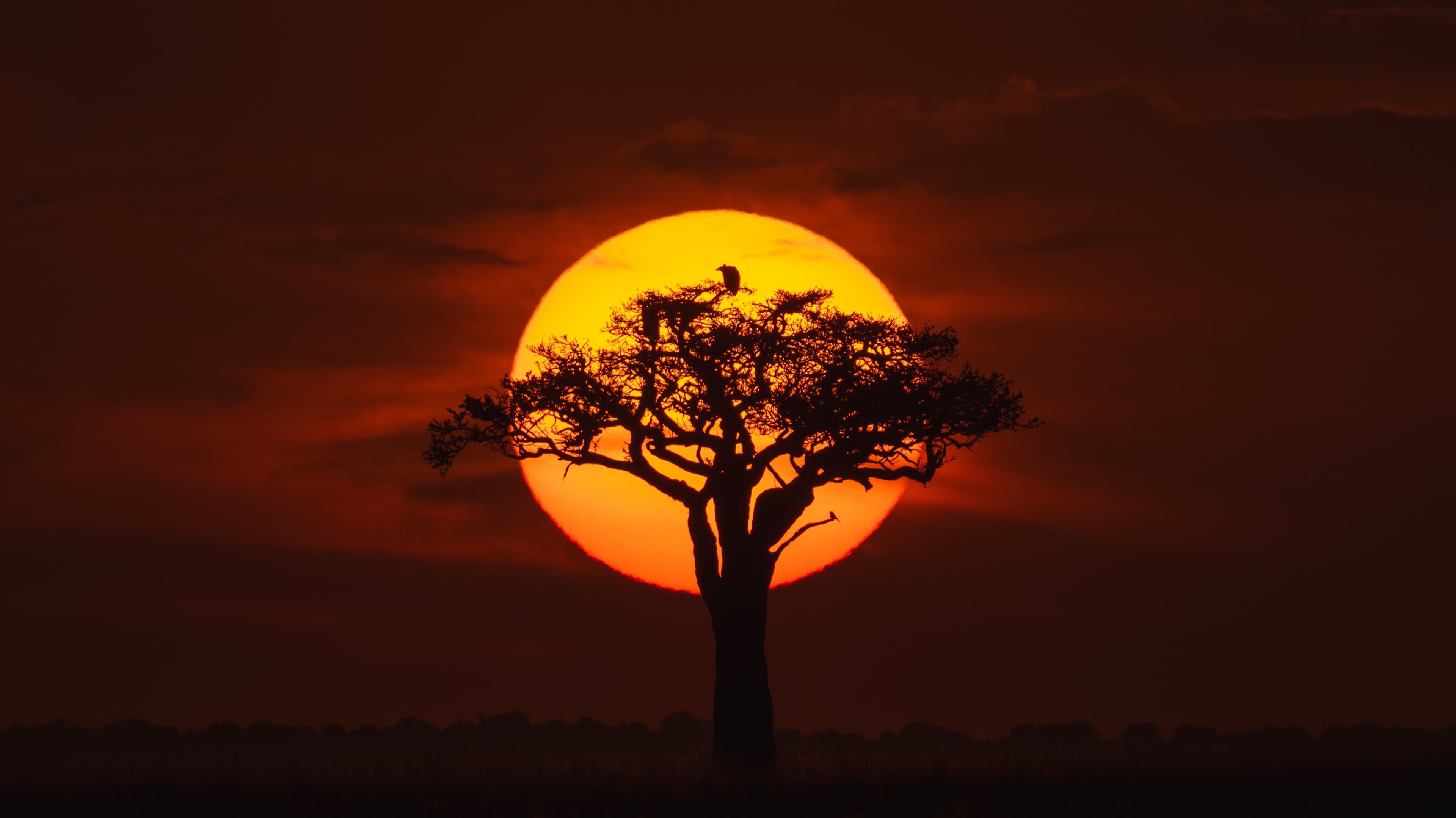 A lone flat-topped acacia in silhouette against a huge low orange sun, a bird perched near the top of the tree, a dark line of bush along the horizon and a deep red sky.