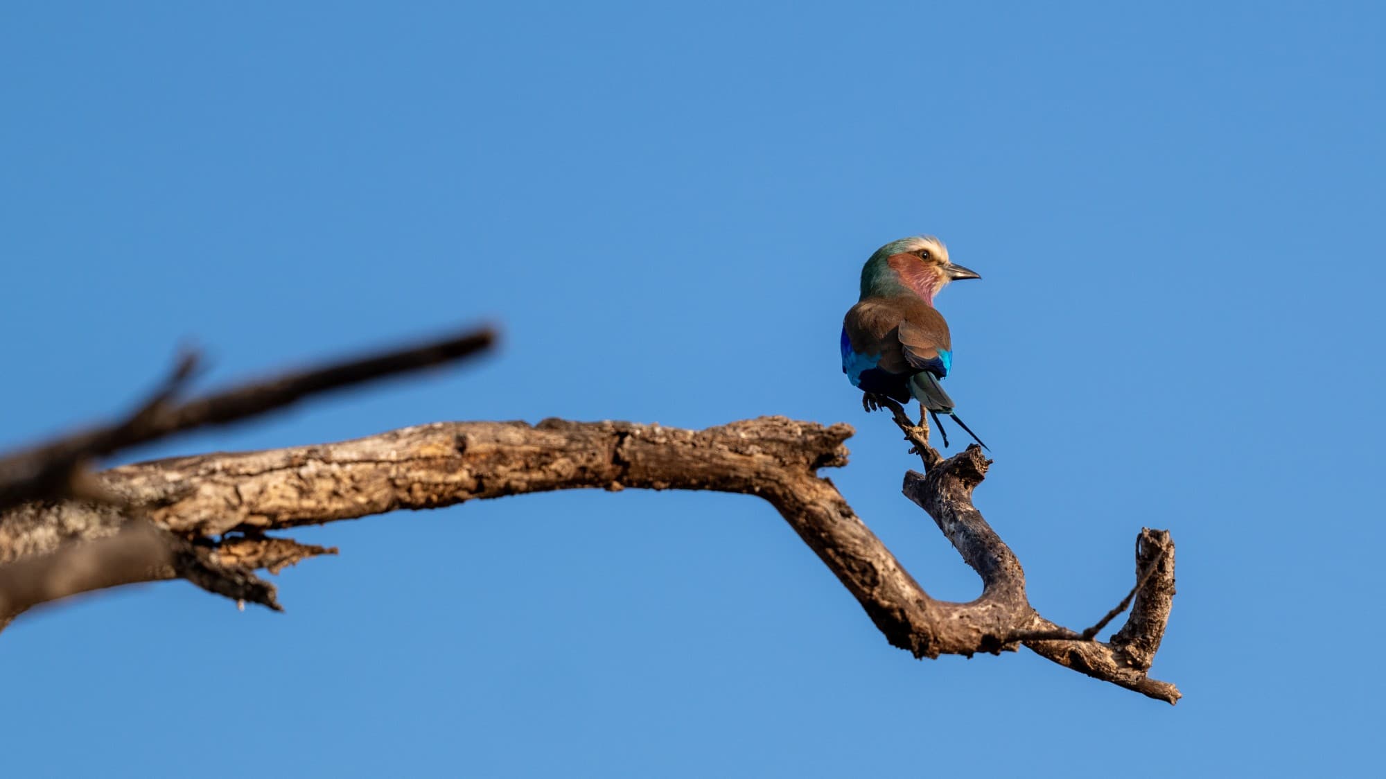 Lilac-breasted roller perched at the tip of a dead branch against a clear blue sky, Kenya.