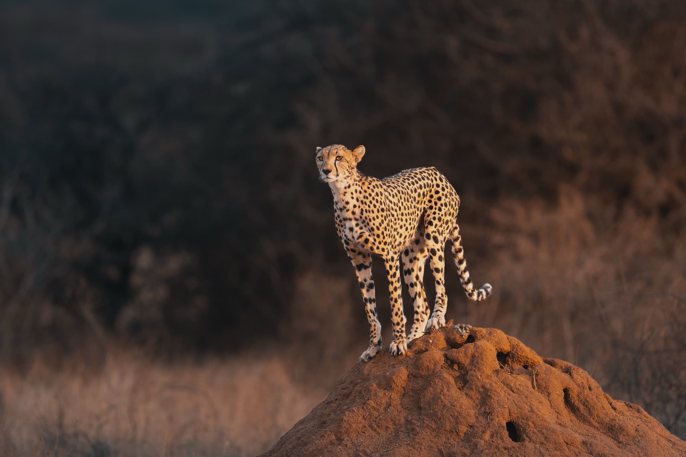 A cheetah stands on a red termite mound in early morning golden light, full body visible, facing left with head slightly turned. The spotted coat is rendered in fine detail. A dark blurred background of dry acacia scrub isolates the animal completely.