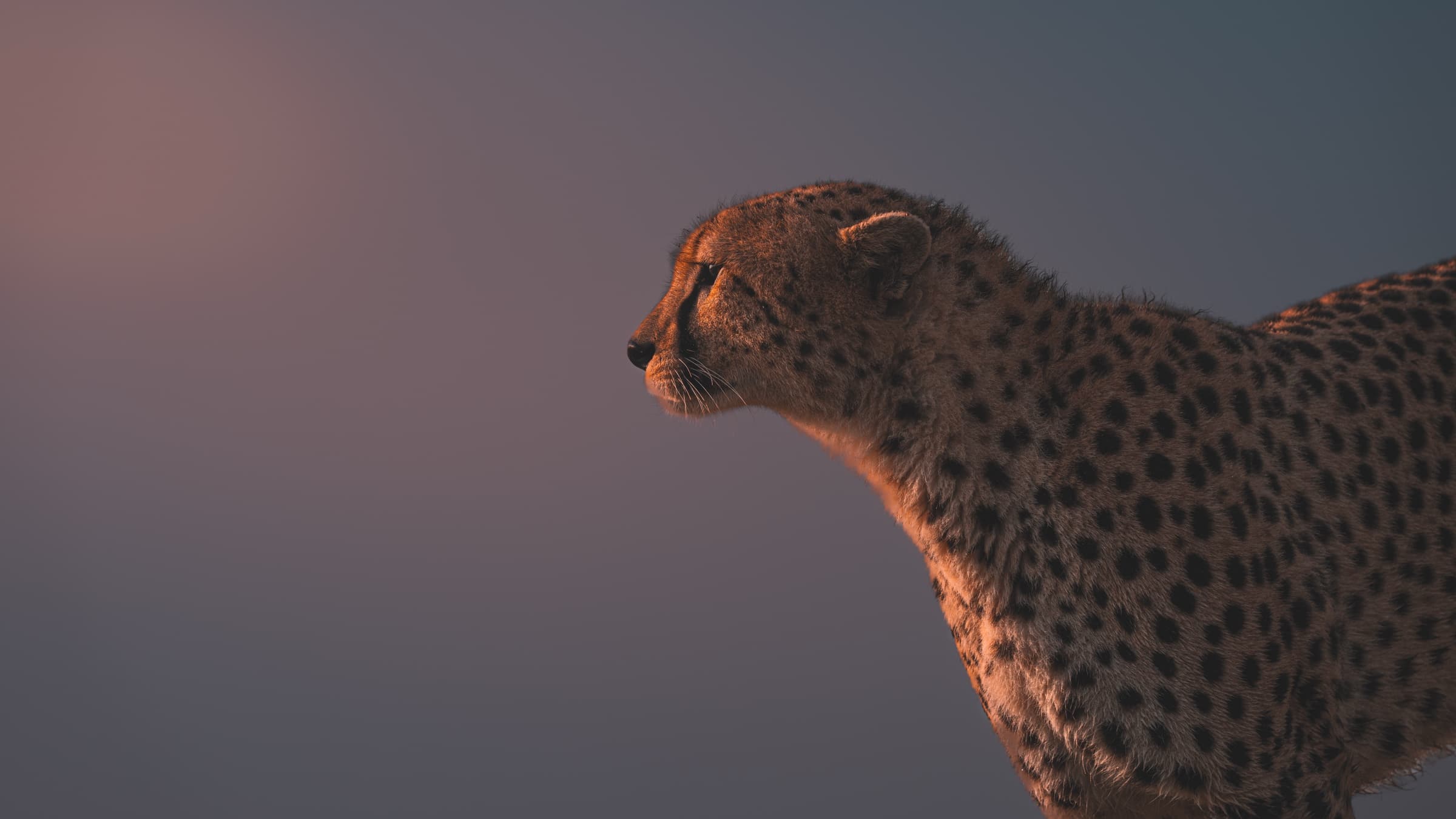 A cheetah in close profile occupies the right half of the frame, lit by warm golden-hour light, neck extended forward. The left half of the frame is open sky — pale blue fading to rose — entirely empty. The cheetah's gaze is directed left into that space.