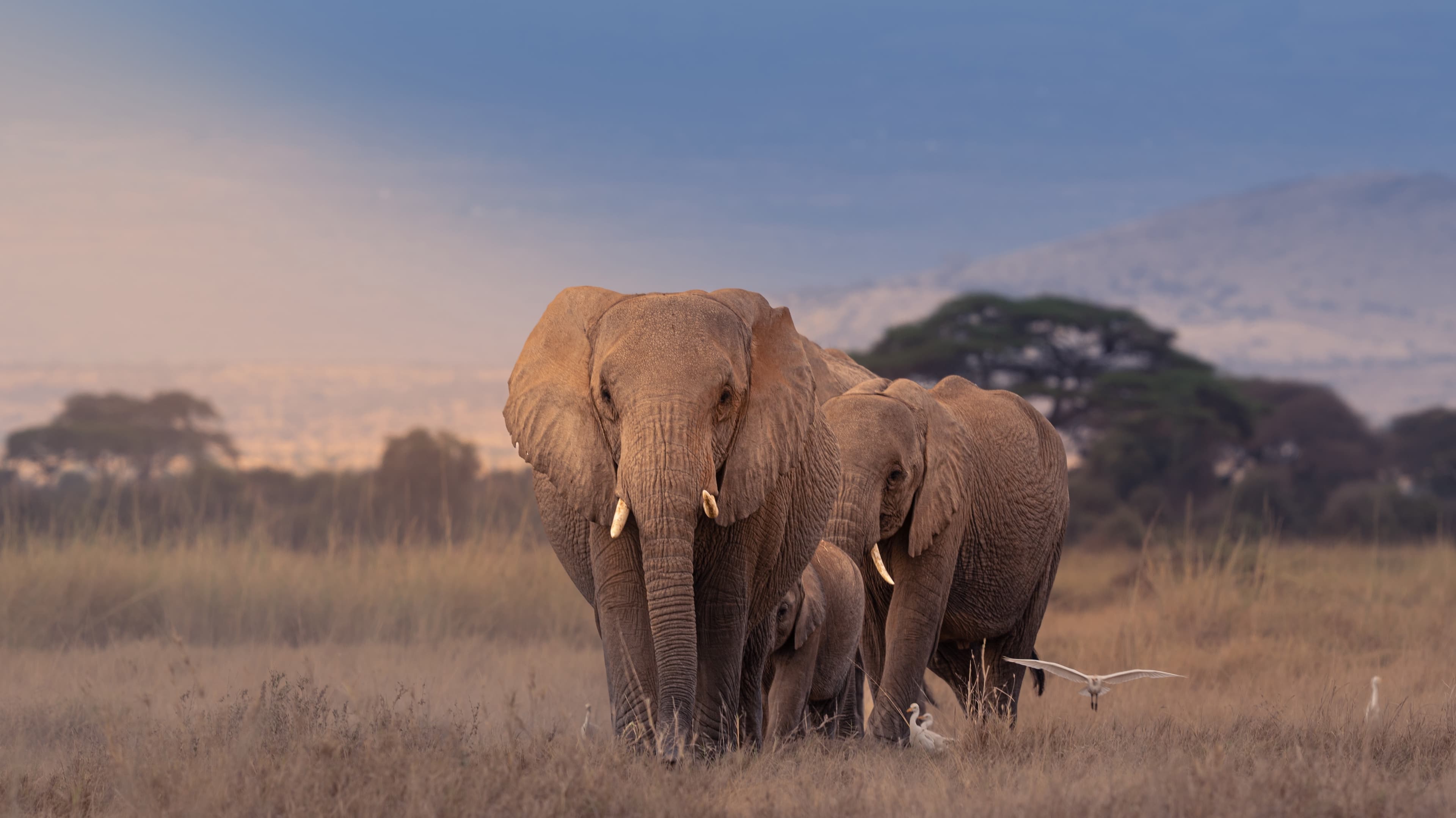 A family group of elephants, including a calf, standing together in open grassland with birds nearby.