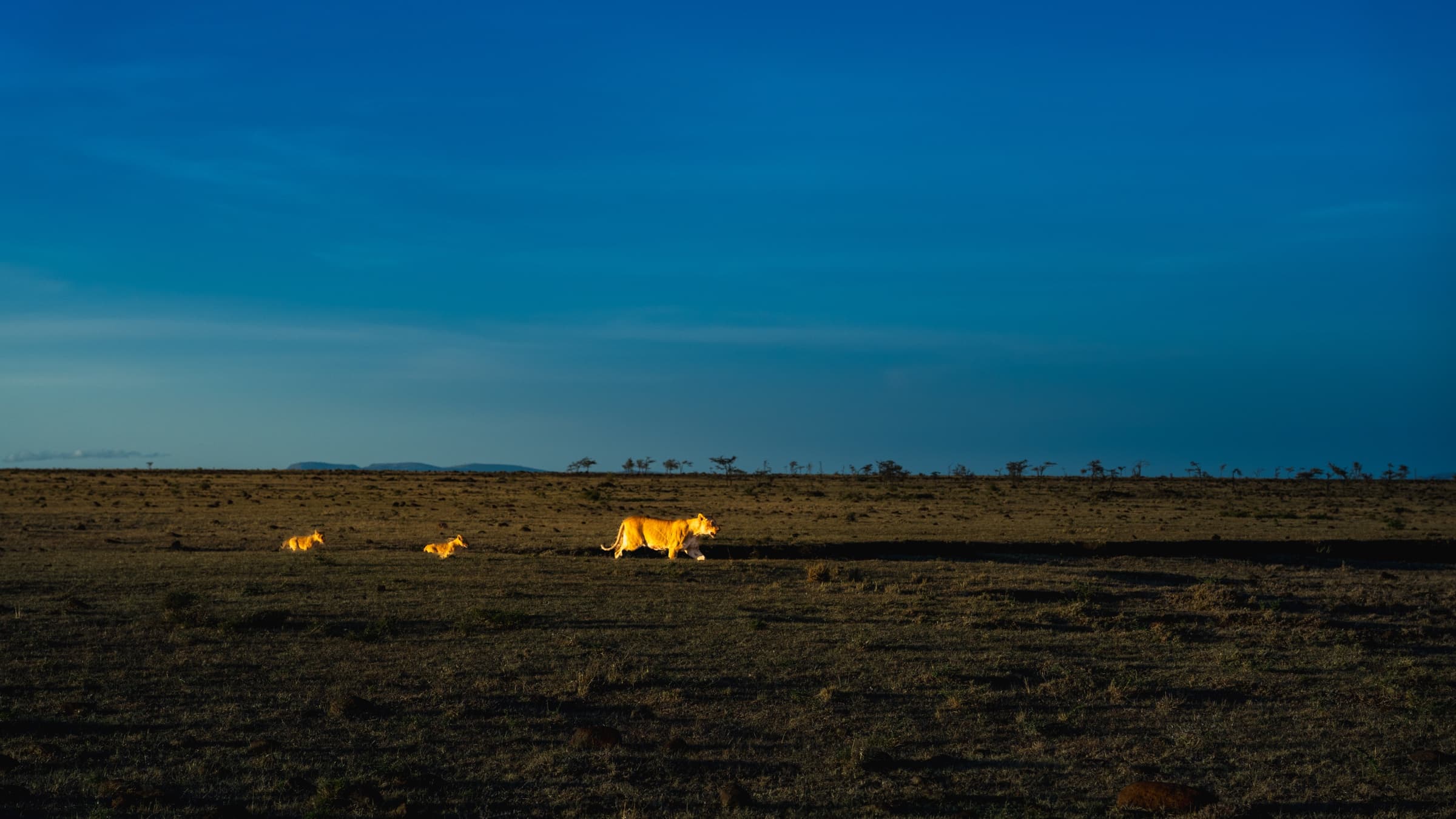 A lioness and two tiny golden cubs reduced to small figures by the scale of the Mara plain stretching around them in every direction. The sky is deep blue-grey, the ground is dark, and the lion family crosses a strip of early morning light at the base of the frame.