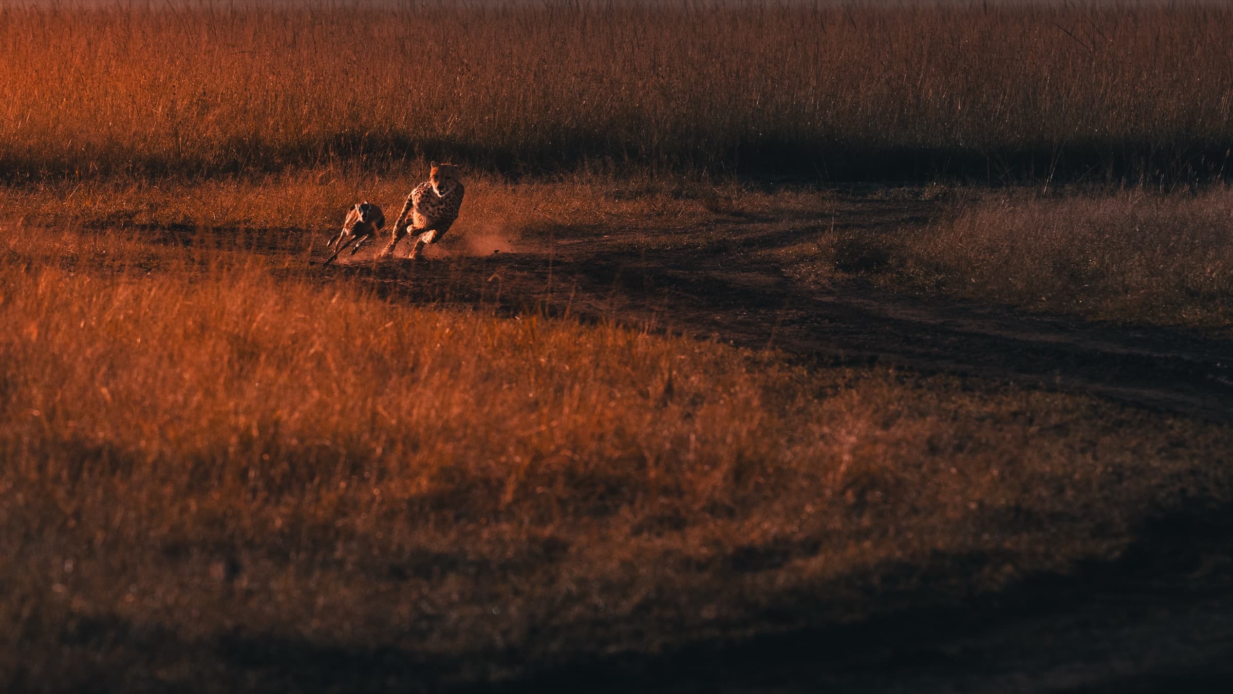A cheetah at full extension pursuing a small gazelle across bare ground in warm orange-red light, dust rising behind them, both animals in sharp motion.