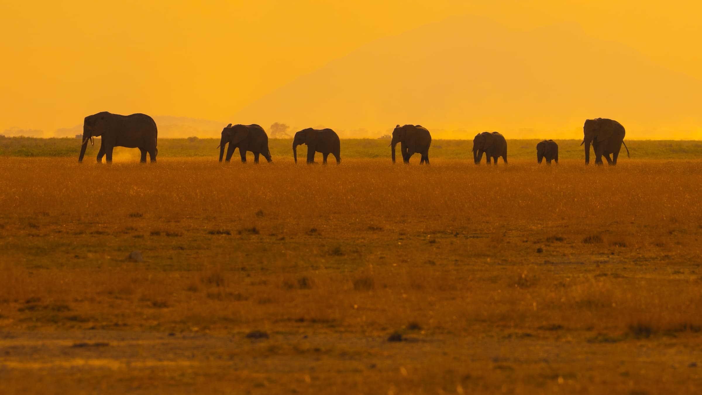Seven elephants including a calf walk in a loose line across a wide open plain, their dark forms silhouetted against an intensely orange and yellow sunset sky. A low mountain outline is barely visible in the distant haze to the left. Amboseli, September 2026.