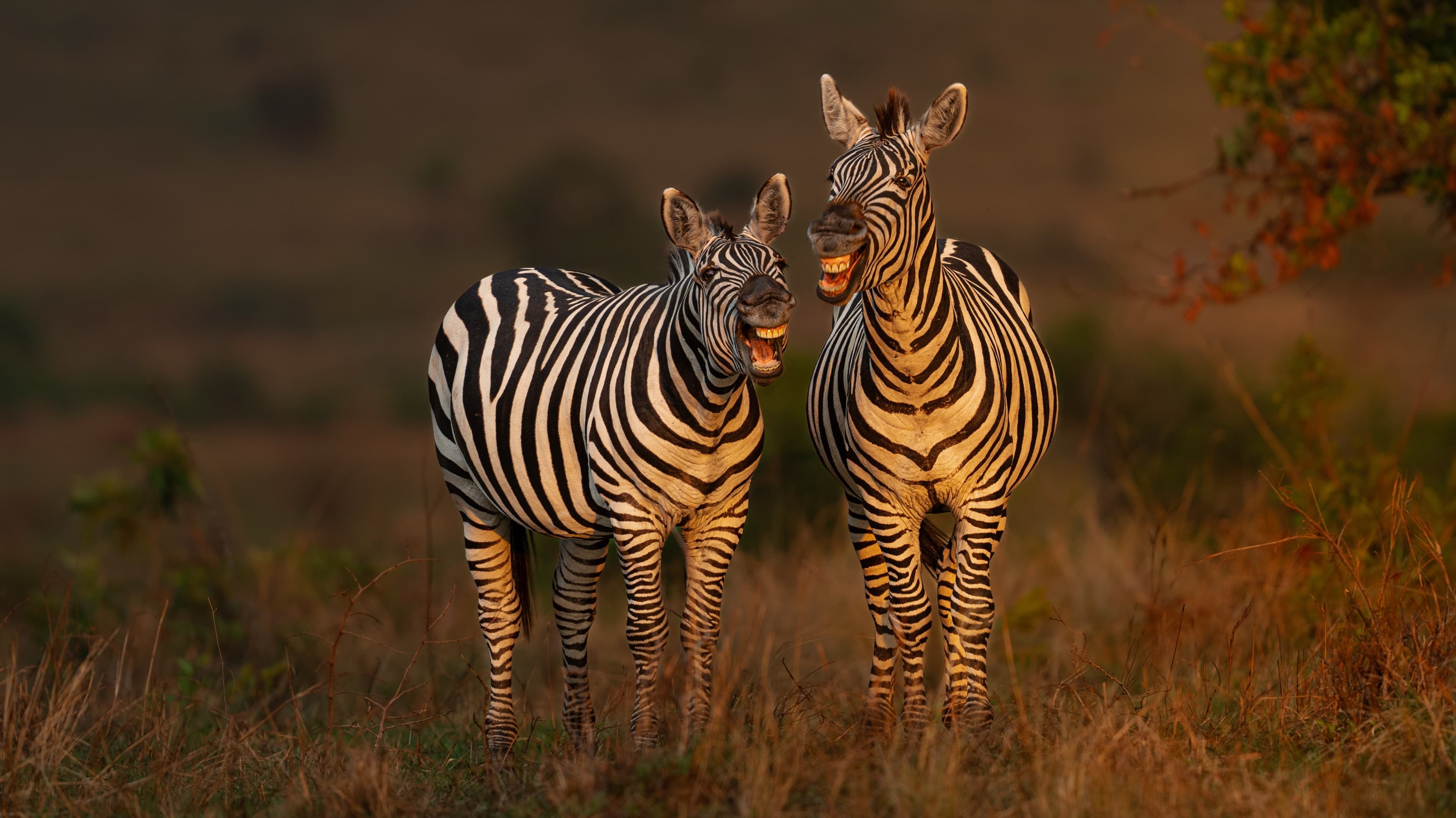 Several zebras rolling and standing in dust illuminated by warm light.