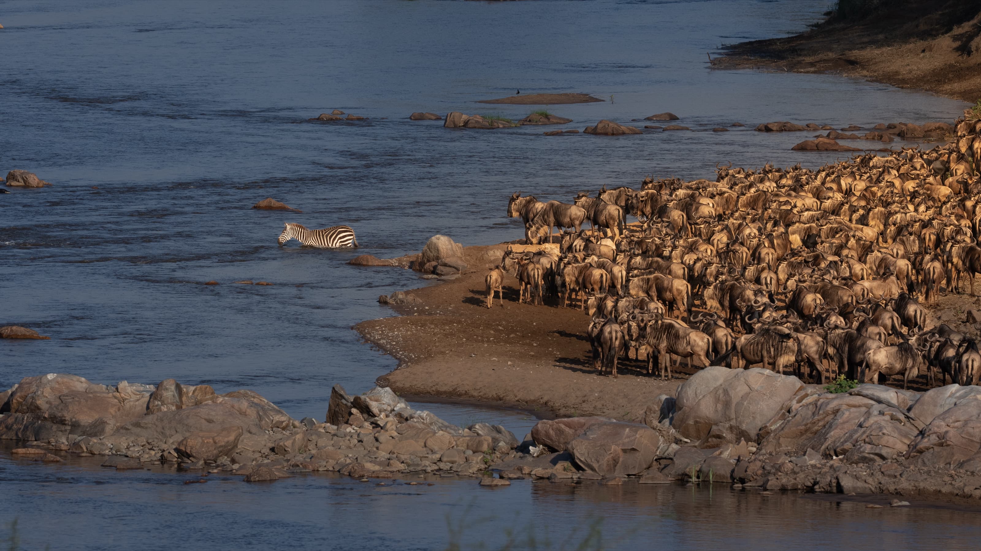 An elevated view of a compact wildebeest herd bunched on a spit of bank on the right, facing a wide calm river, while a single zebra wades into the channel ahead of them.