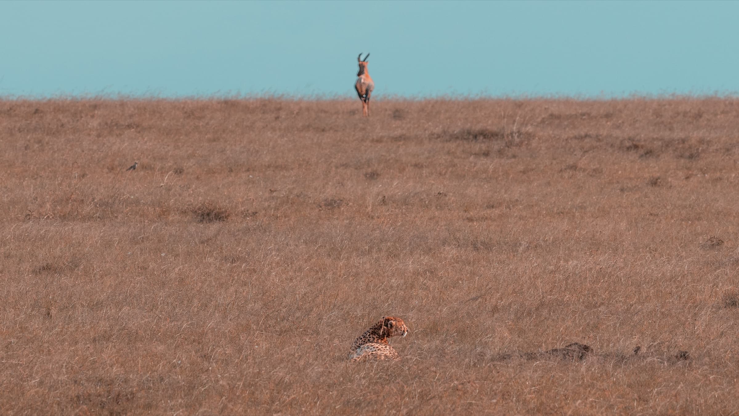 A cheetah lying flat in dry amber grassland in the lower third of the frame. A solitary gazelle stands on the distant horizon in the upper quarter. A wide expanse of open grass separates them.