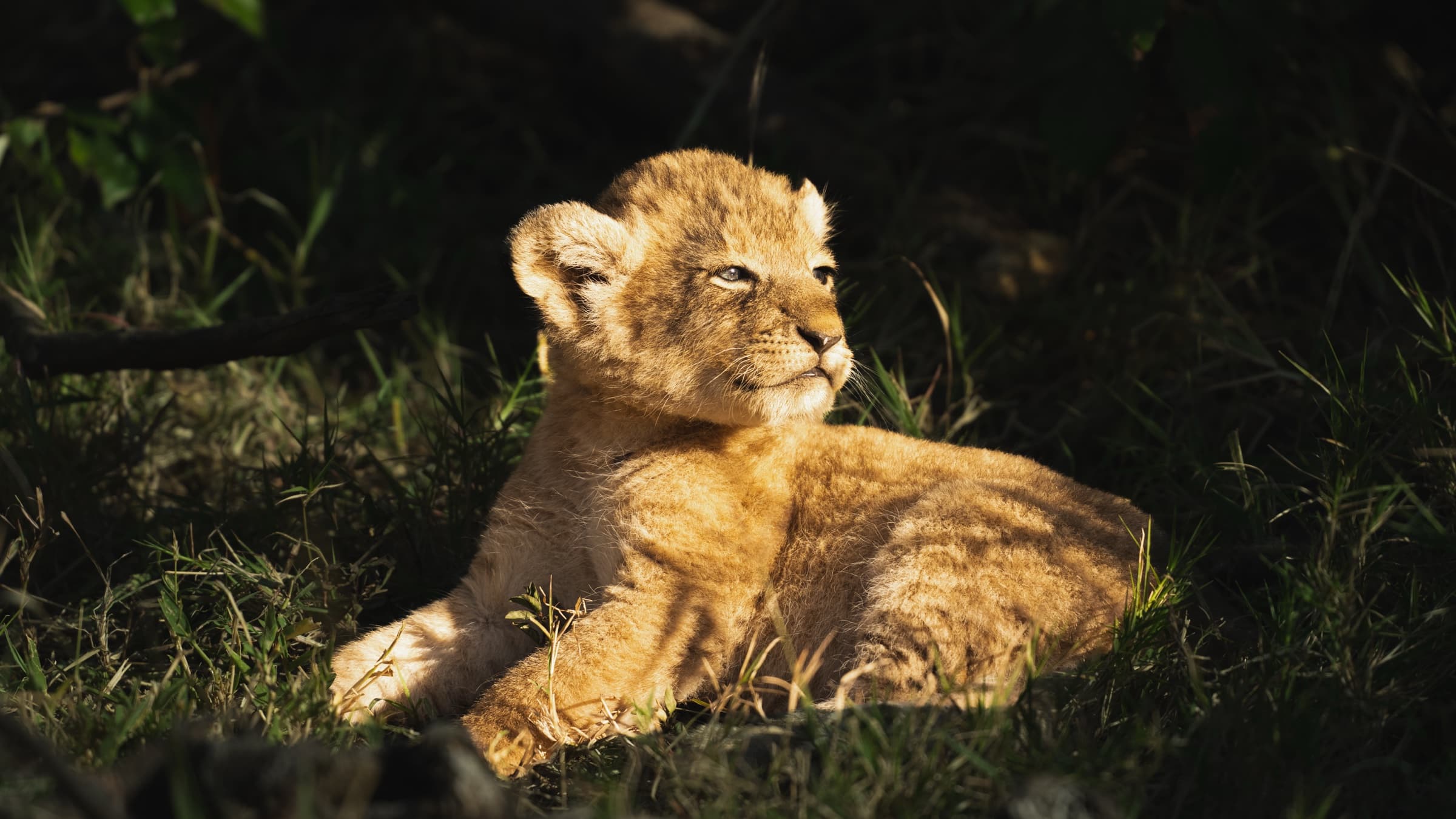 A very young lion cub, weeks old, lying in dappled early morning light in short green grass, its round golden face turned upward and to one side, eyes open and alert. Deep shadow surrounds the small animal.
