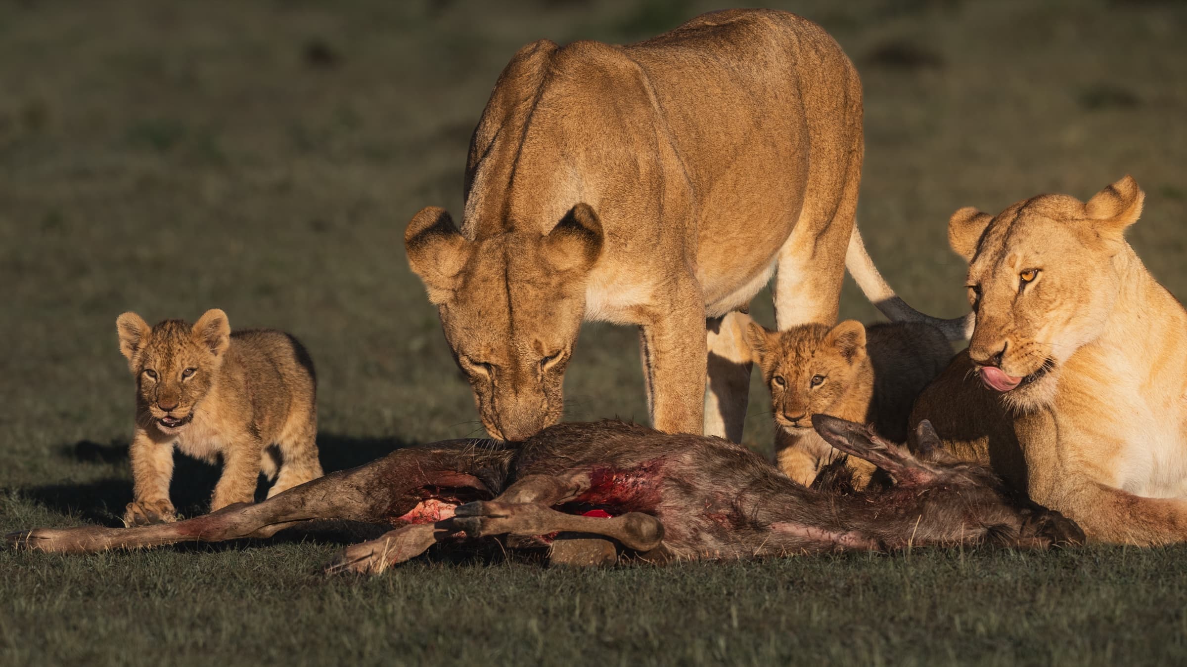 Two lionesses and two small lion cubs around an open wildebeest carcass in warm morning light. One lioness feeds head-down while a cub stands close beside the carcass. A second lioness rests to the right, licking her paw. Another small cub stands at the left edge of the frame.