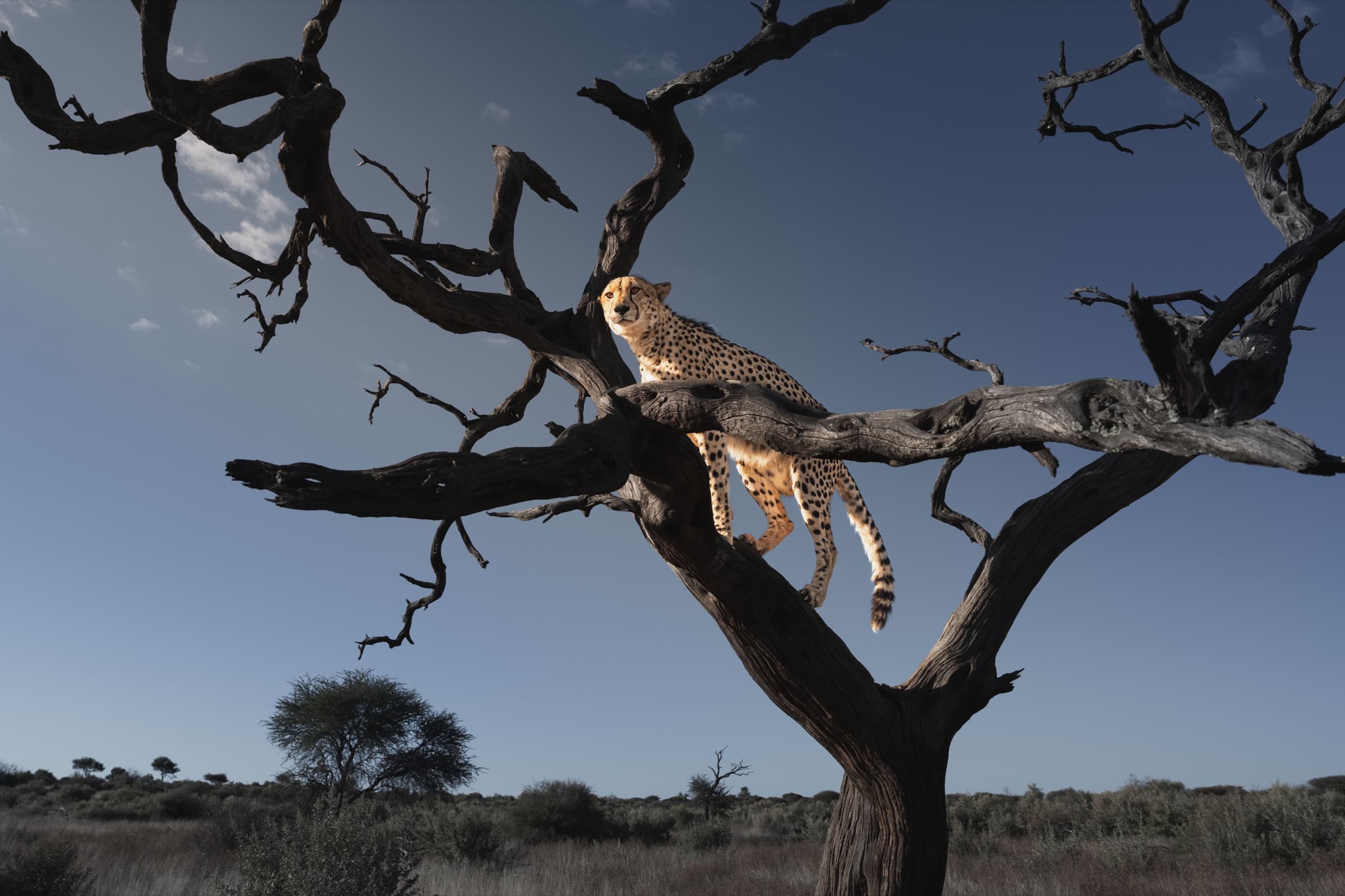 A cheetah resting low on the thick branch of a large dead blackened tree, shot from below against a wide blue sky. The open savanna stretches far below.