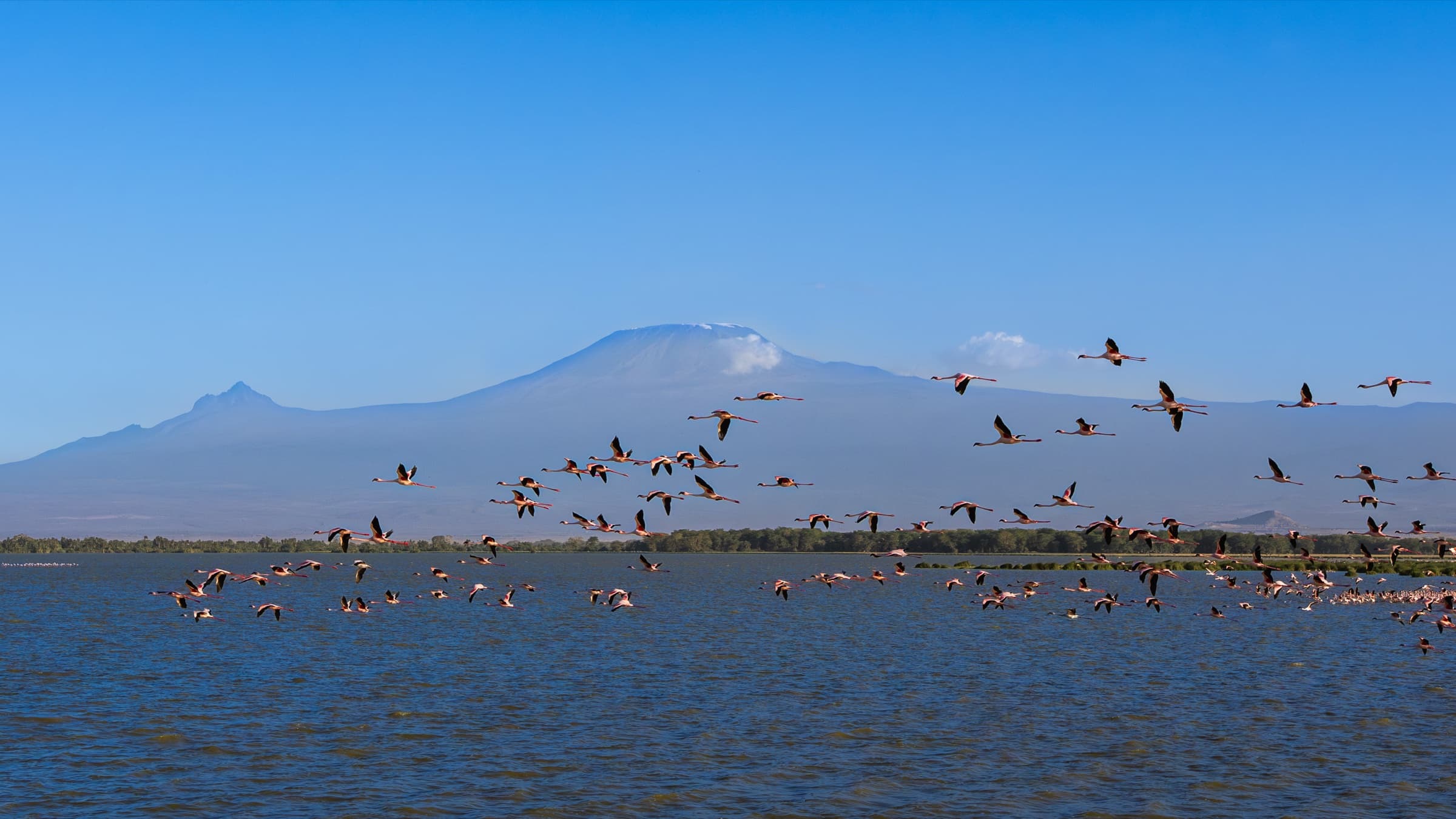 A dense flock of pink flamingos in flight over a wide lake in clear afternoon light, wings spread across the frame, with a large snow-capped mountain rising prominently in the background beneath a deep blue sky. Amboseli, August 2026.