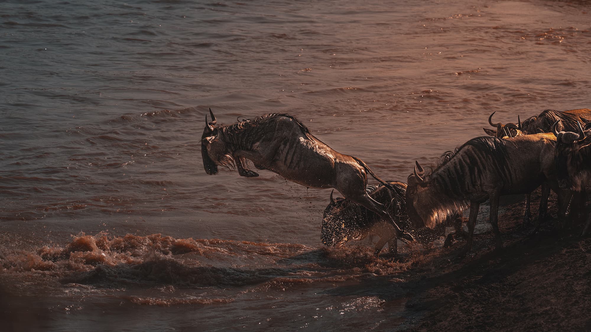 A wildebeest airborne in low golden light, leaping off a dark river bank into churning water with spray trailing behind it, and a few more wildebeest bunched at the bank edge.
