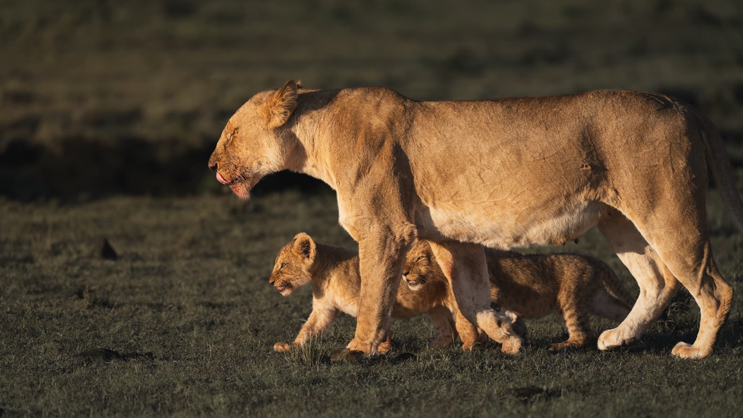 A lioness in left profile walking steadily, her muzzle stained dark red from feeding. Two small lion cubs move between and beneath her body — tucked within her stride, barely visible under her. The dark background isolates the three completely.