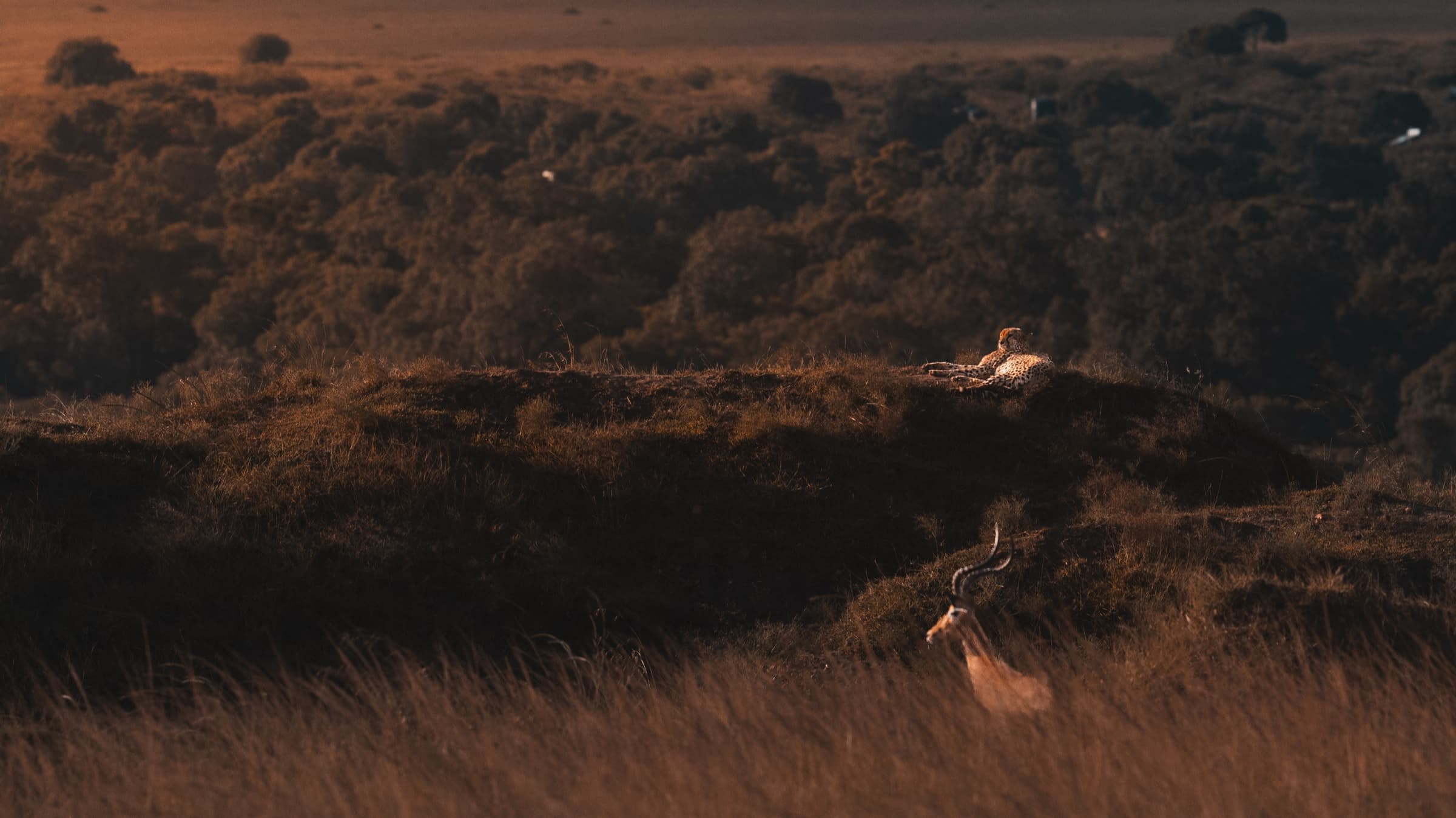 A cheetah lying on an elevated ridge in warm light, with an impala and its distinctive curved horns visible in the grass of the foreground slope below, predator and prey in the same environmental frame.