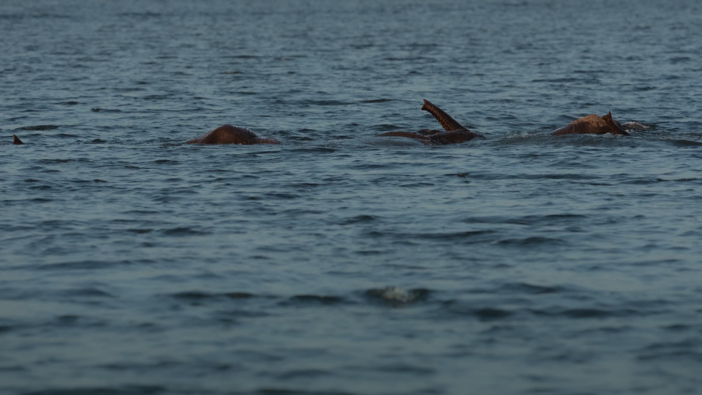 Three elephants swimming across a wide expanse of flat, steel-blue water, only the humped tops of their backs and the raised tip of one trunk visible above the surface. The animals are small in the frame, barely distinguishable.