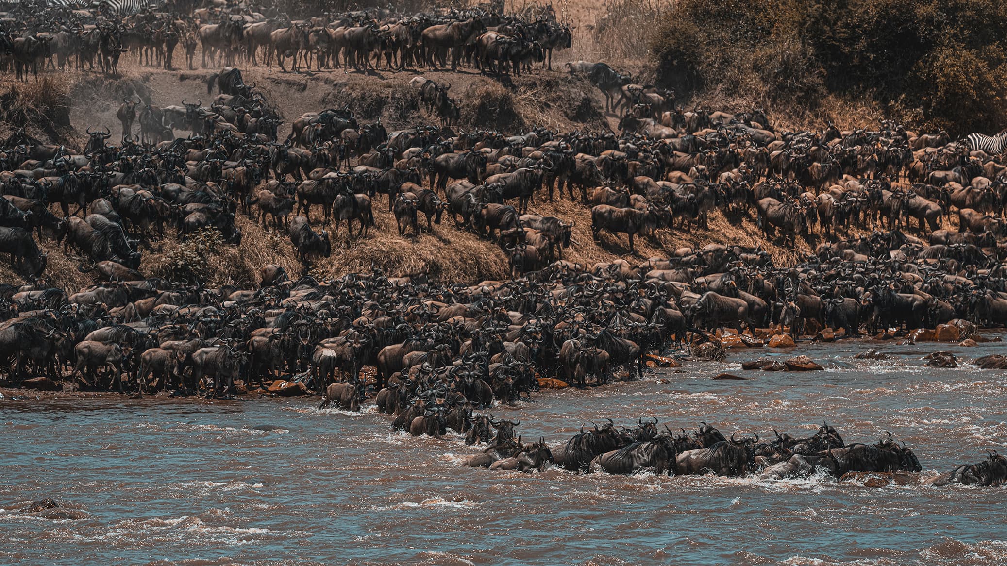 Wildebeest in their thousands packed across a river bank in stacked tiers with dust hanging in the air, and a churning column of animals crossing the river below.
